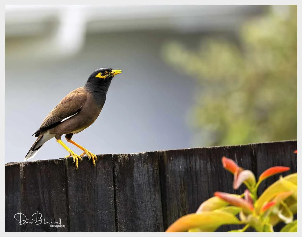 Common Mynah