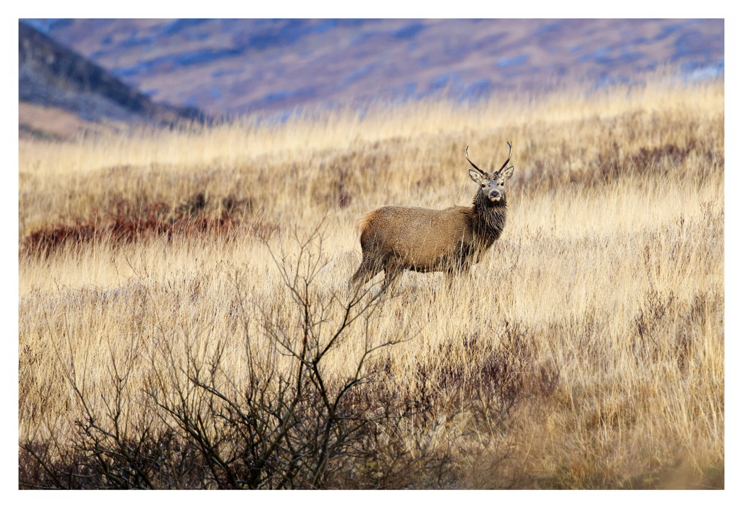 Red Deer