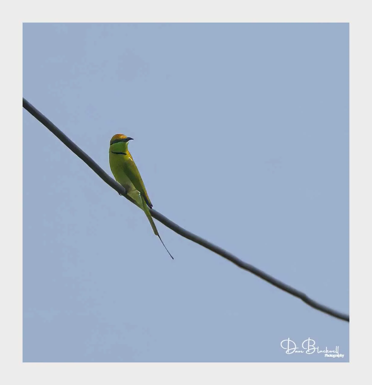 Asian Green Bee Eater