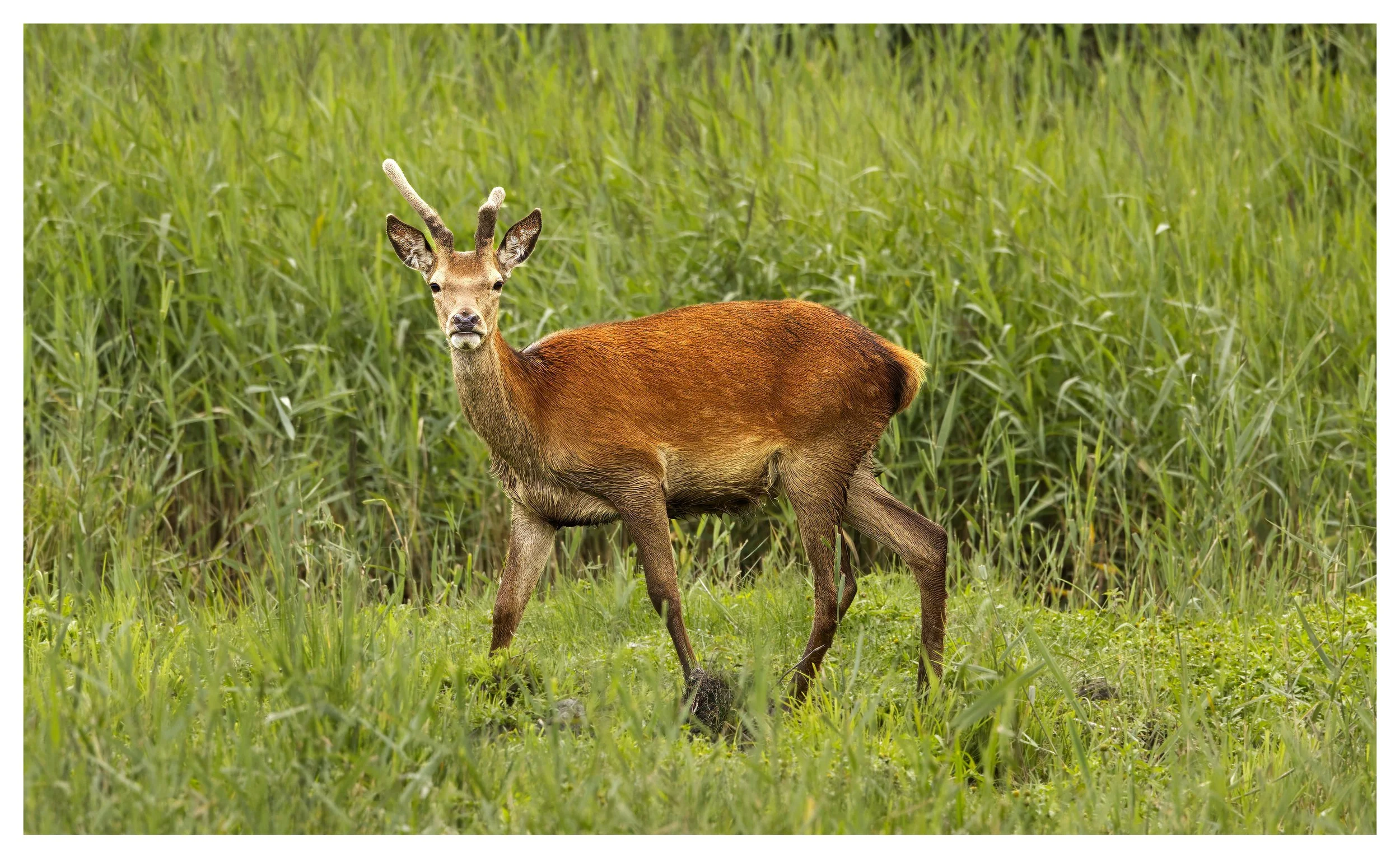 Red Deer