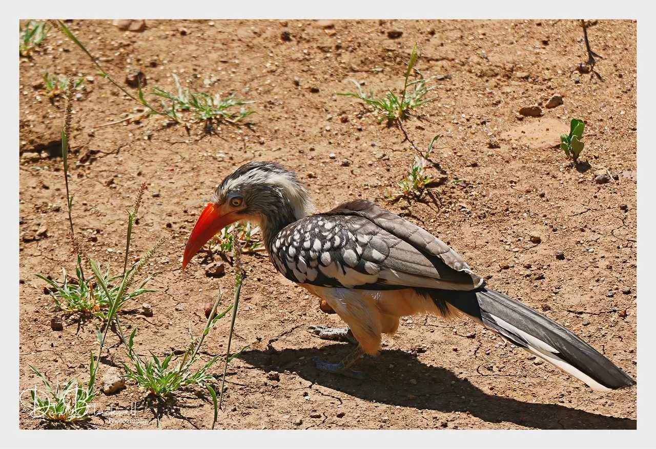 Red Billed Hornbill