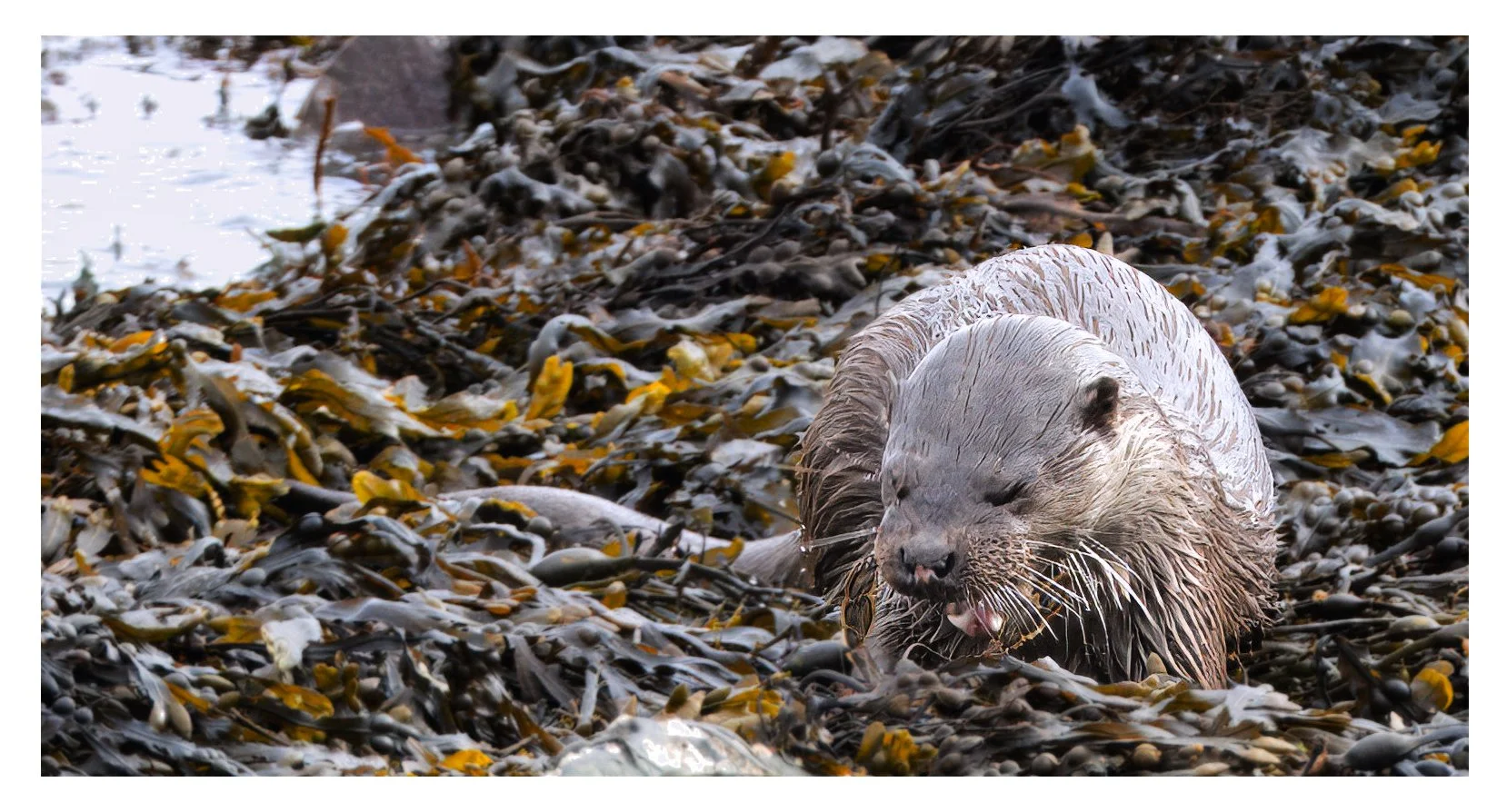 Otter