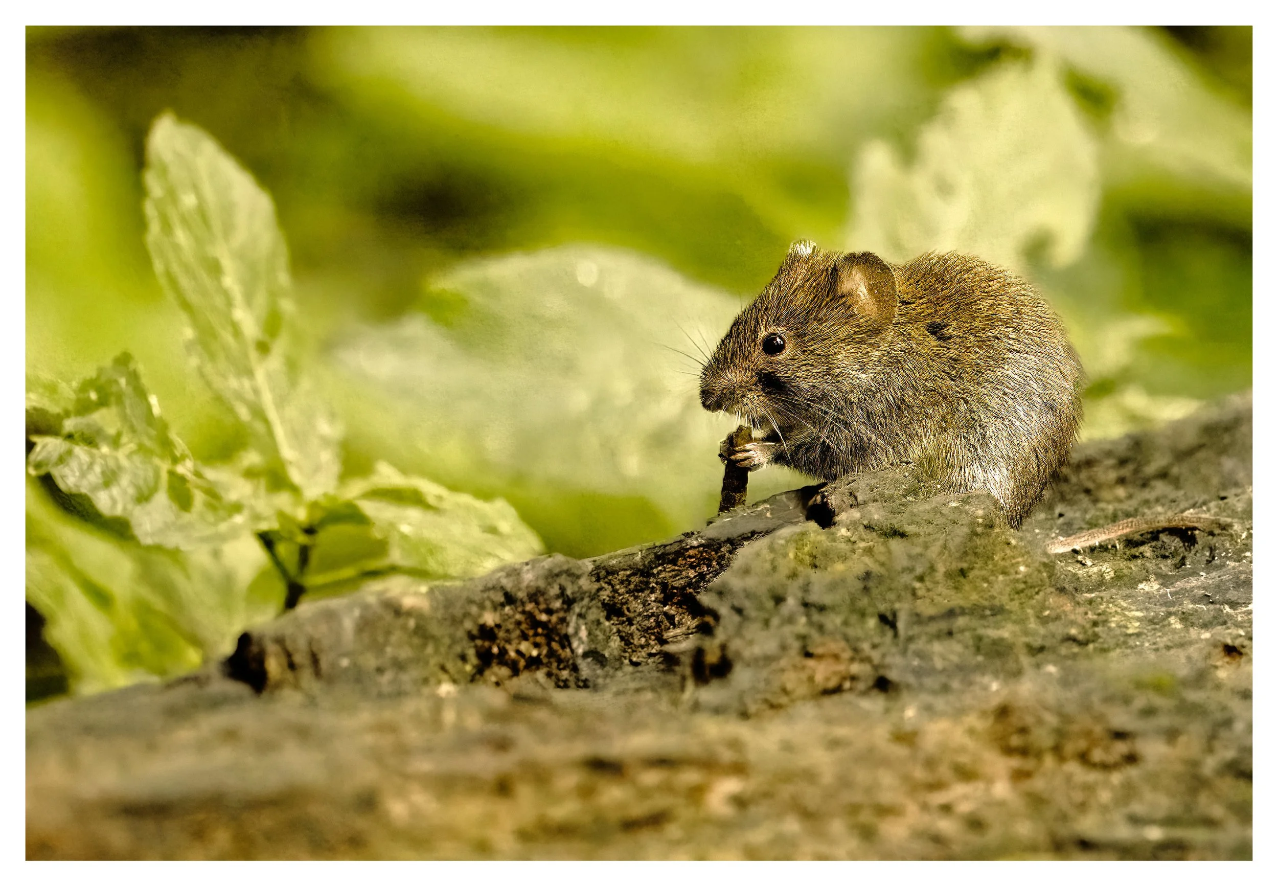Bank Vole
