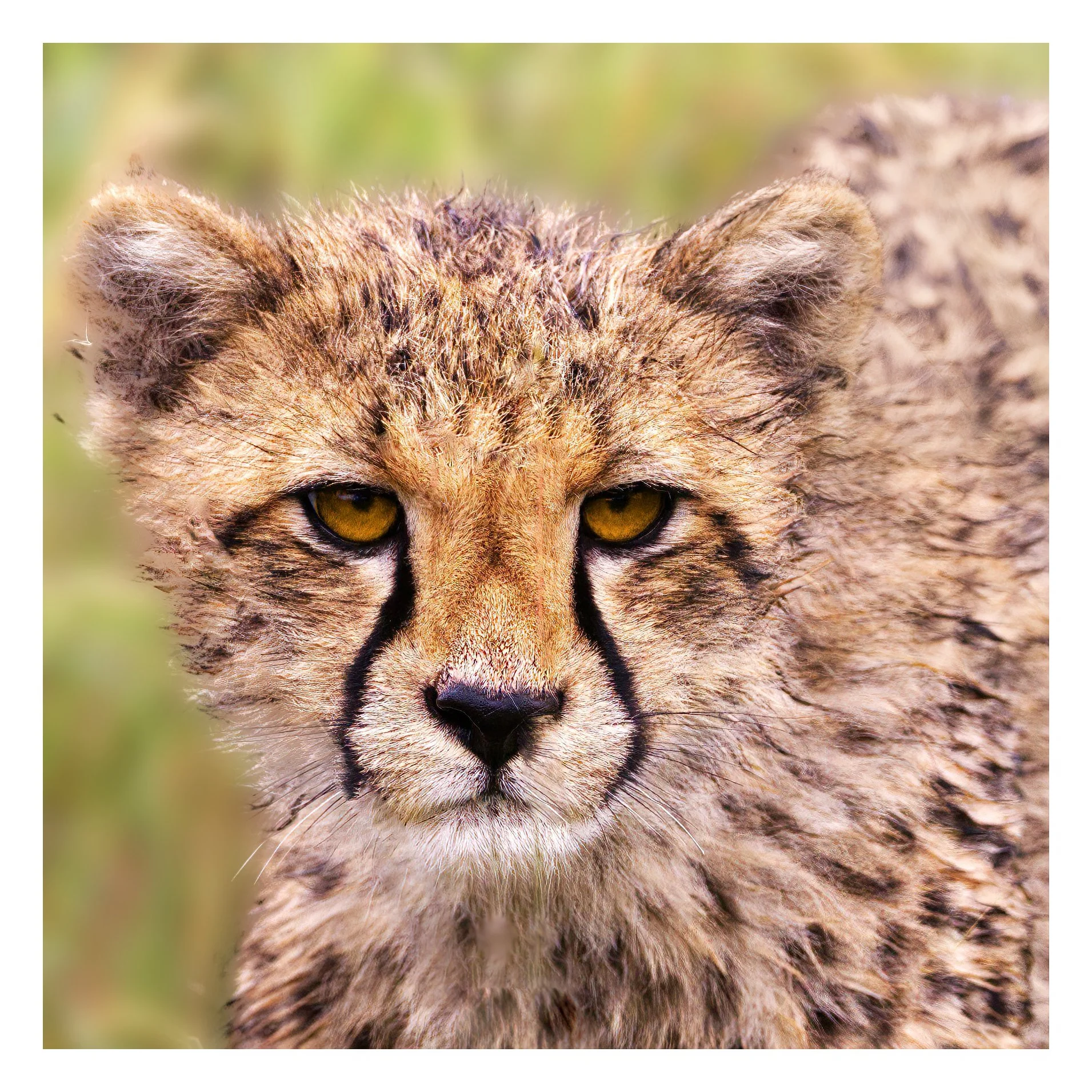 Cheetah Cub learning from Mum