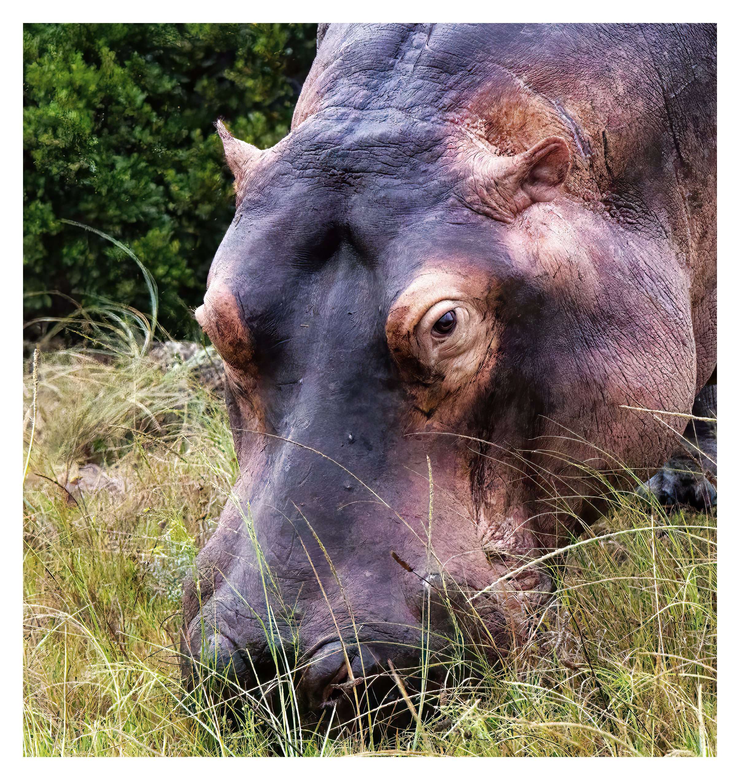 Hippopotamus