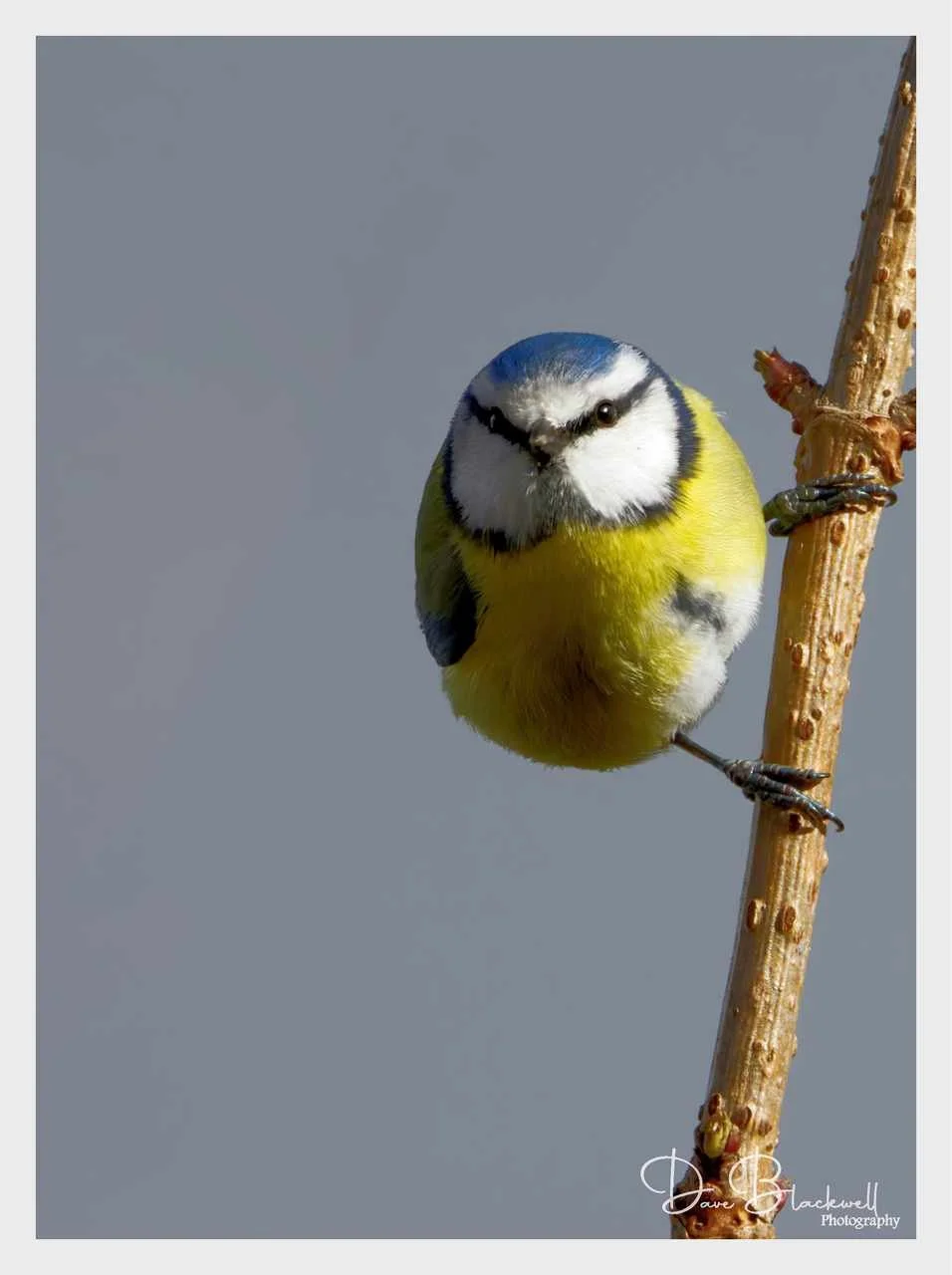 Blue tit