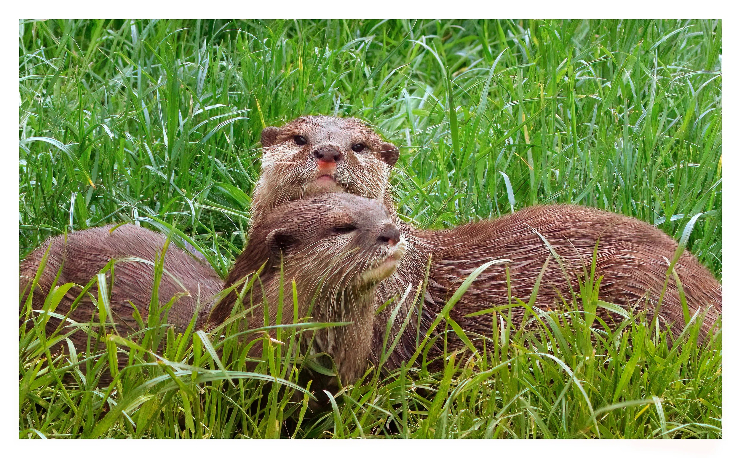 Otters