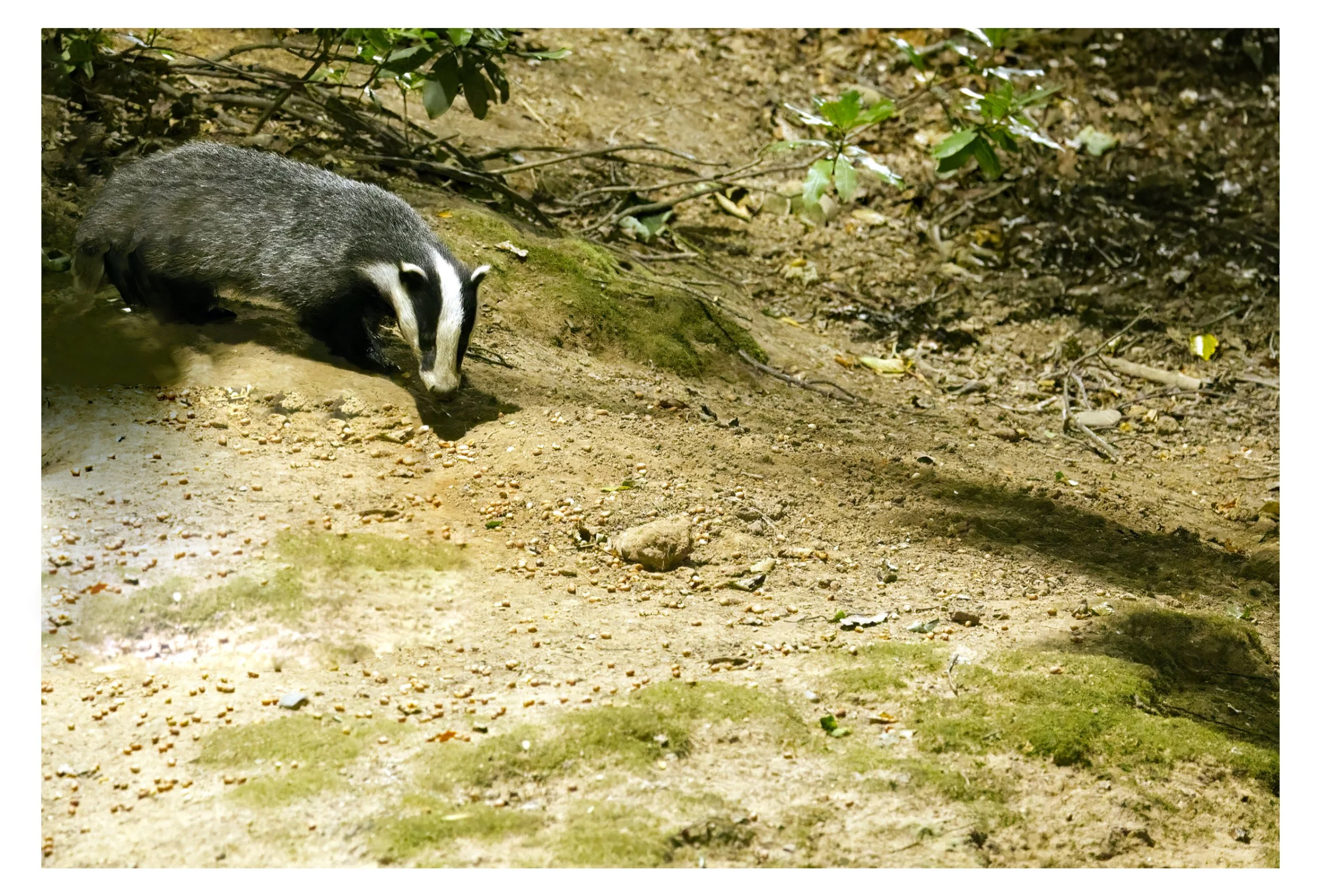 Badger