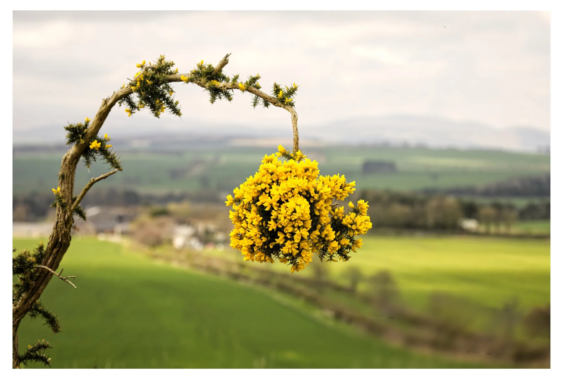 Gorse