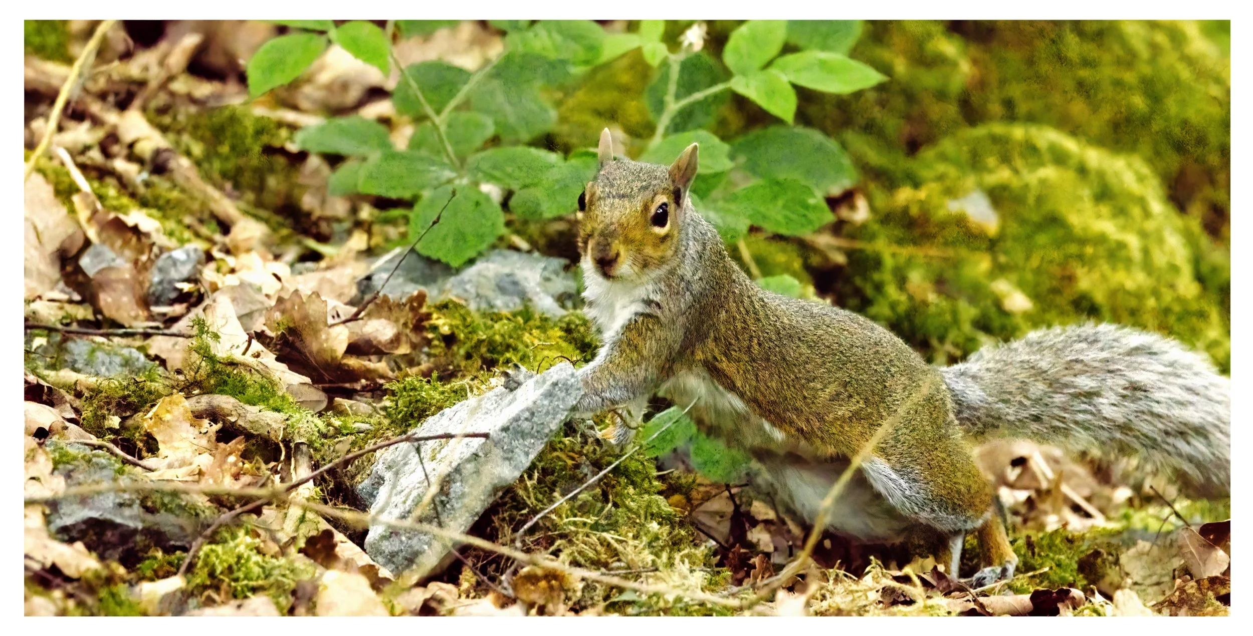 Grey Squirrel