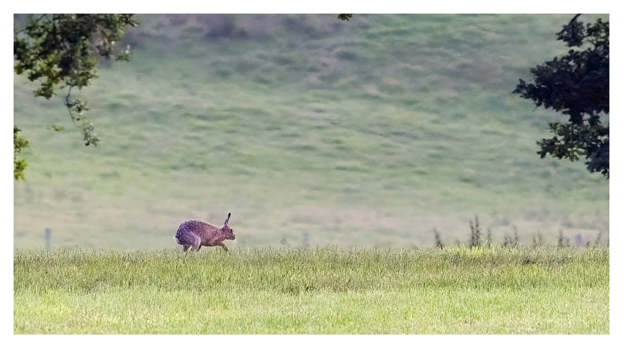 Brown hare