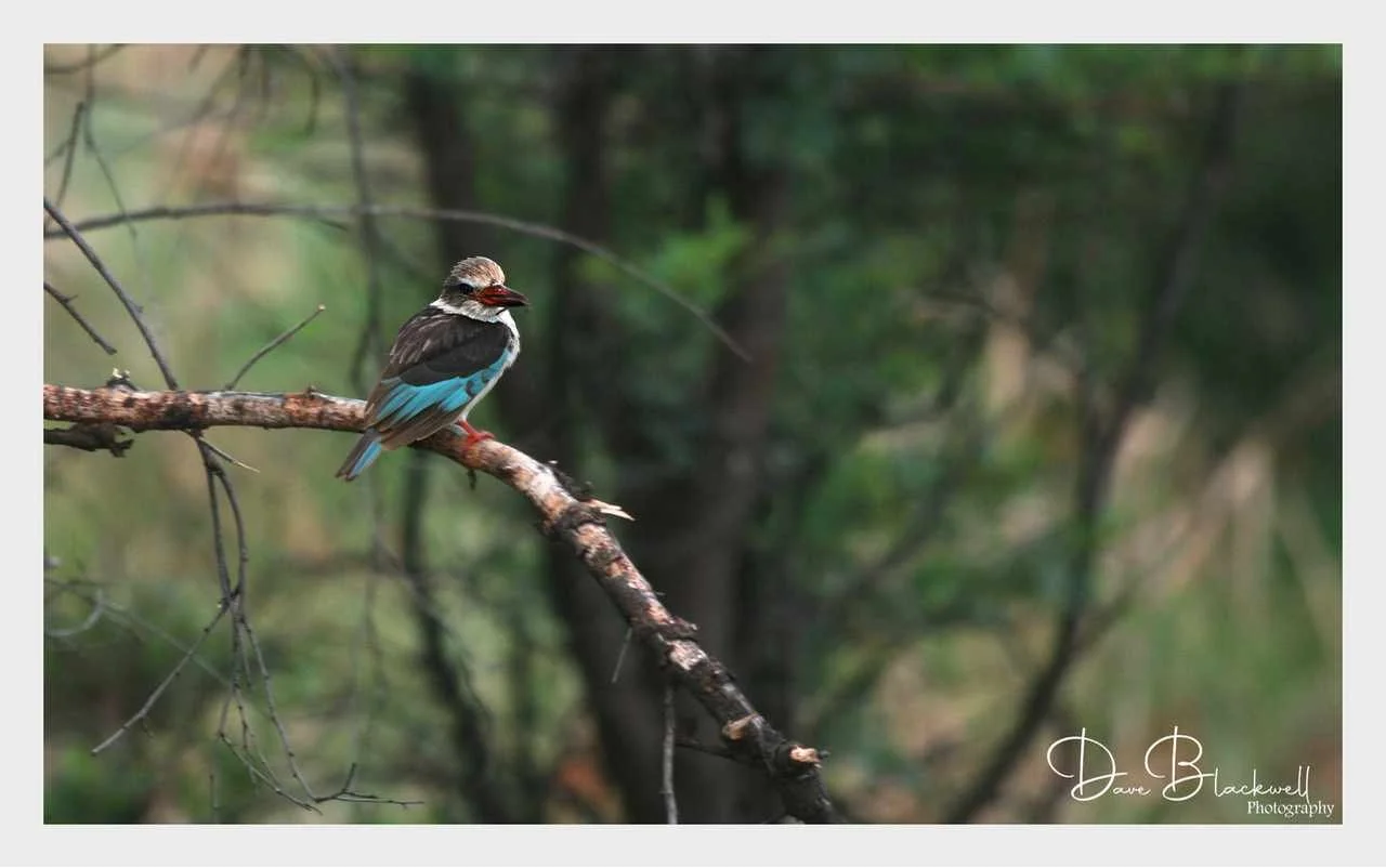 Woodland kingfisher
