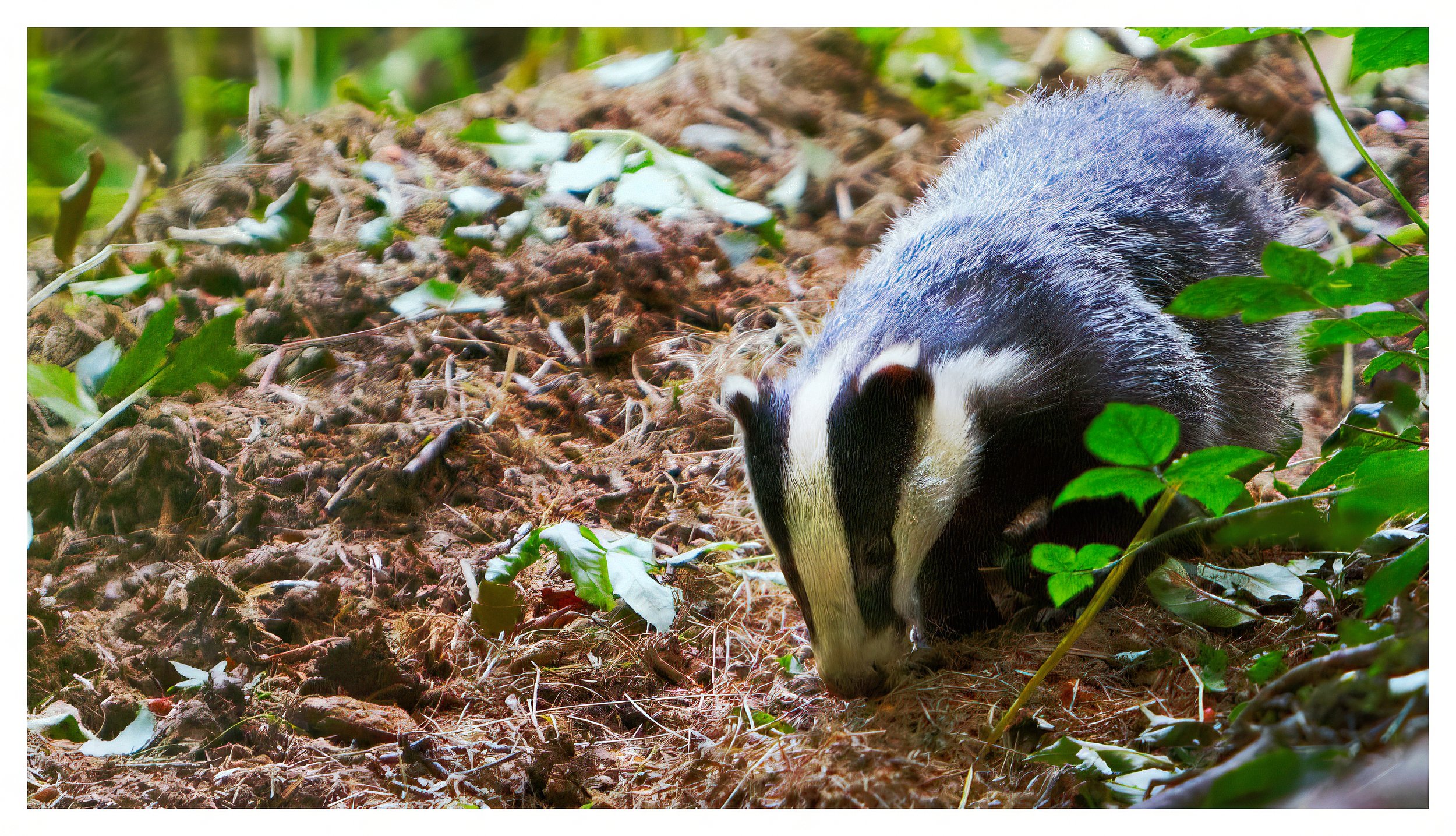 Badger