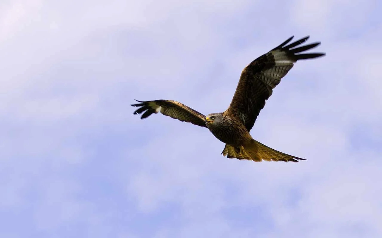 Red Tailed Kite