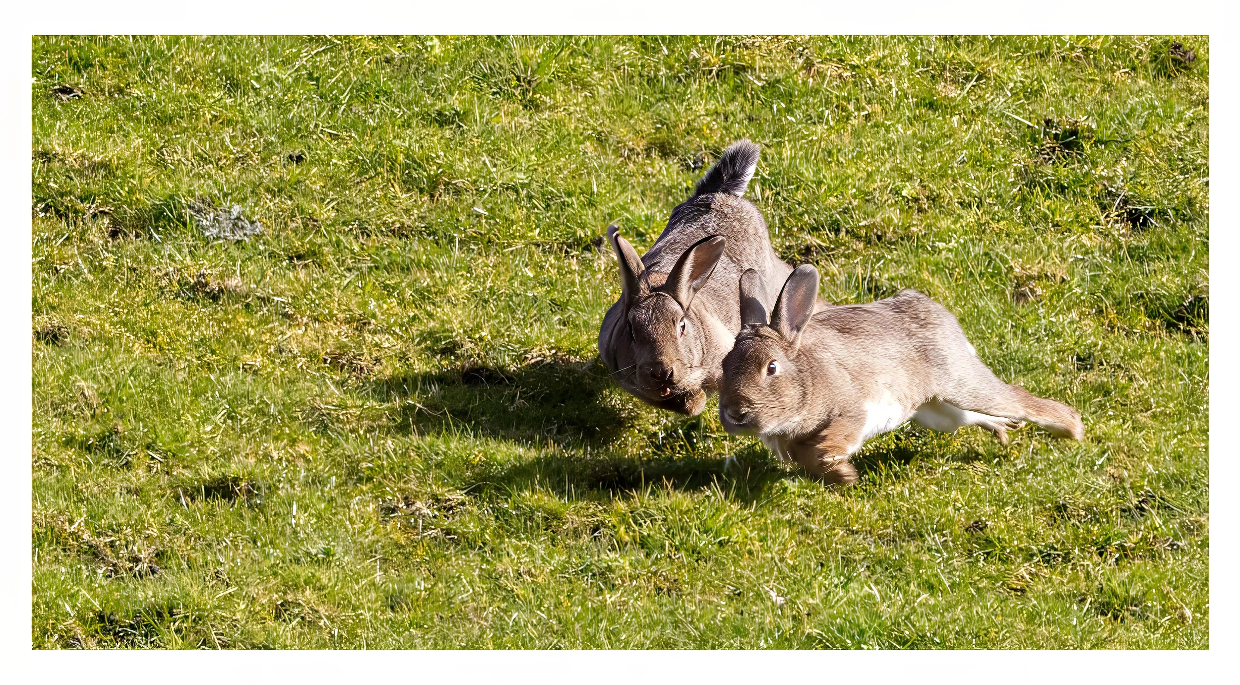 Brown Rabbits playing chase