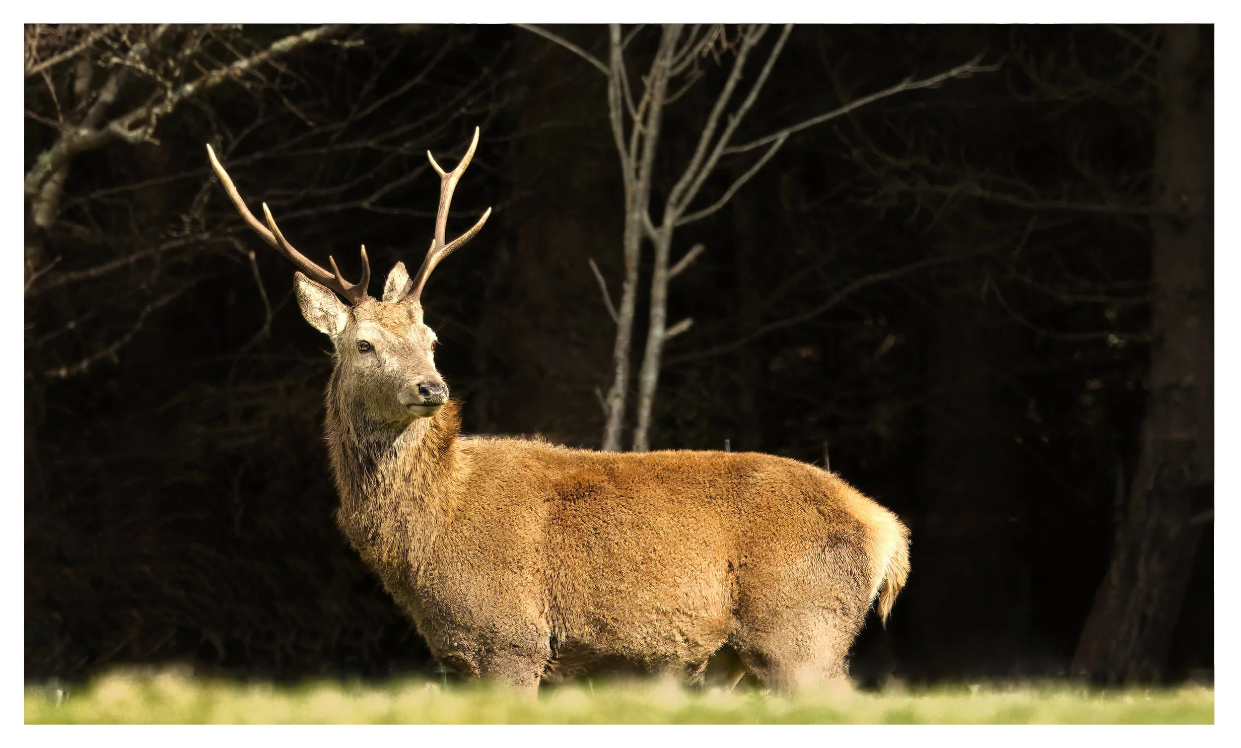 Red Deer
