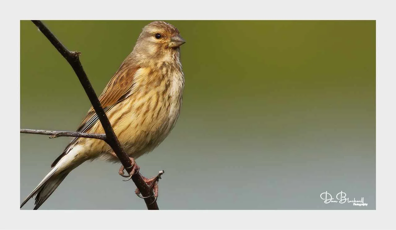Reed bunting (Female)