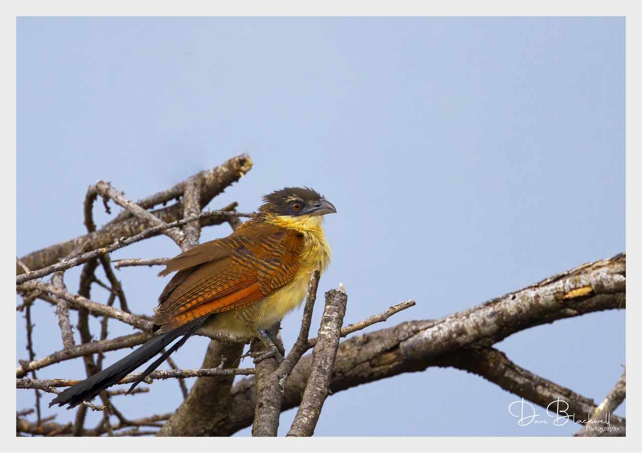 Burchell's Coucal