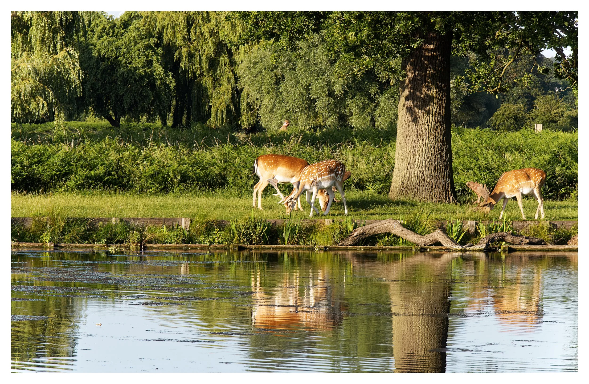 Fallow Deer