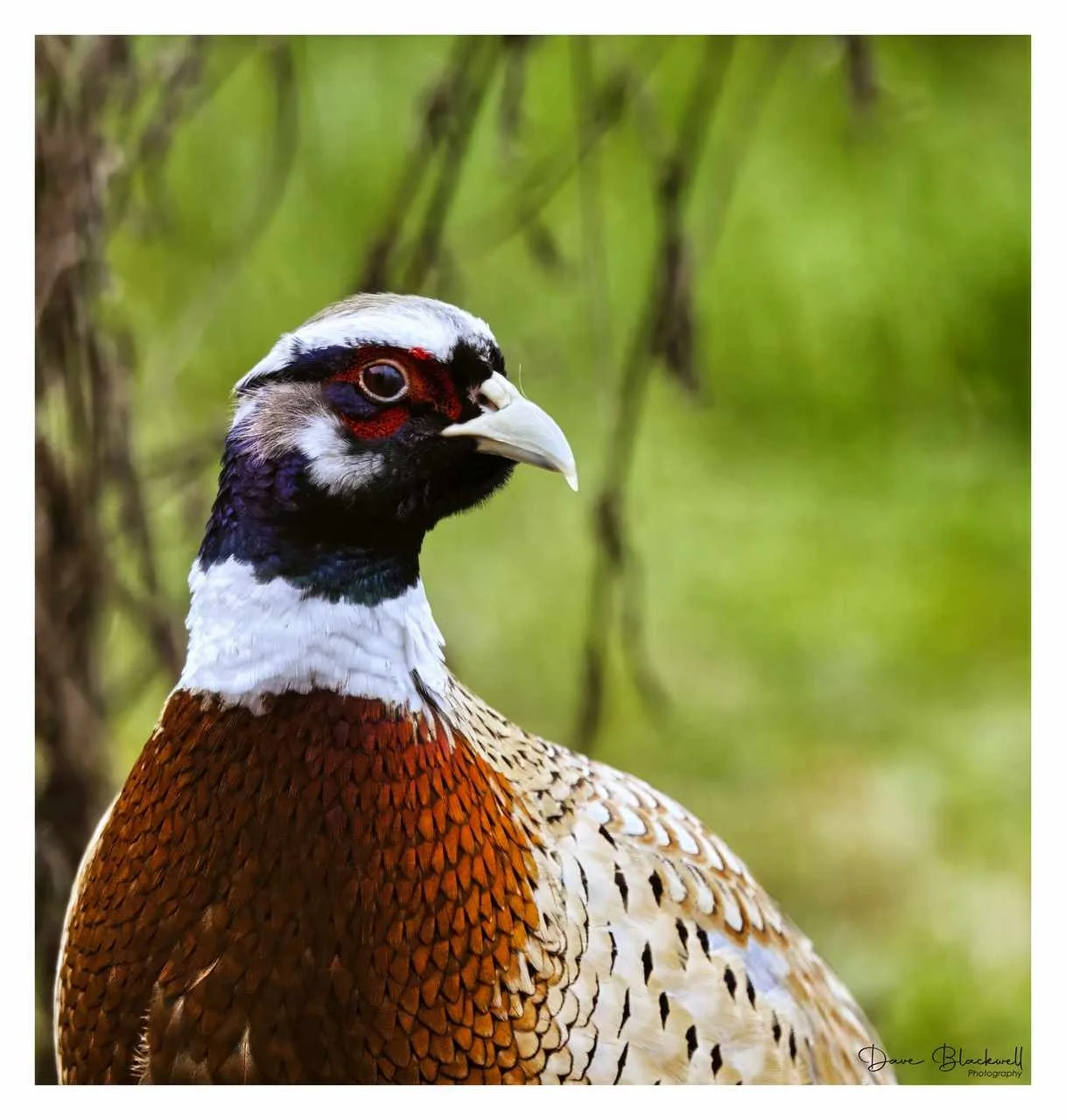 Cock pheasant