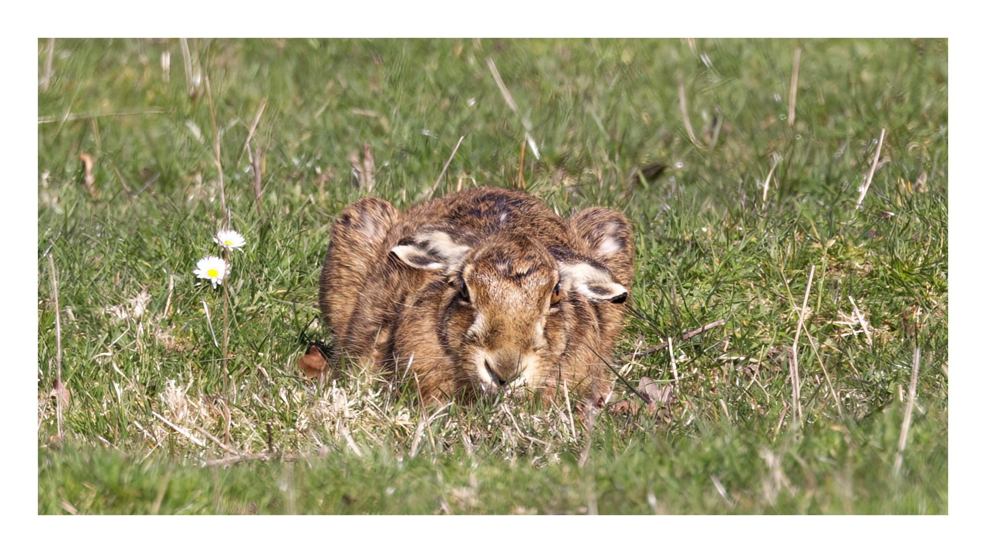 Brown Hare