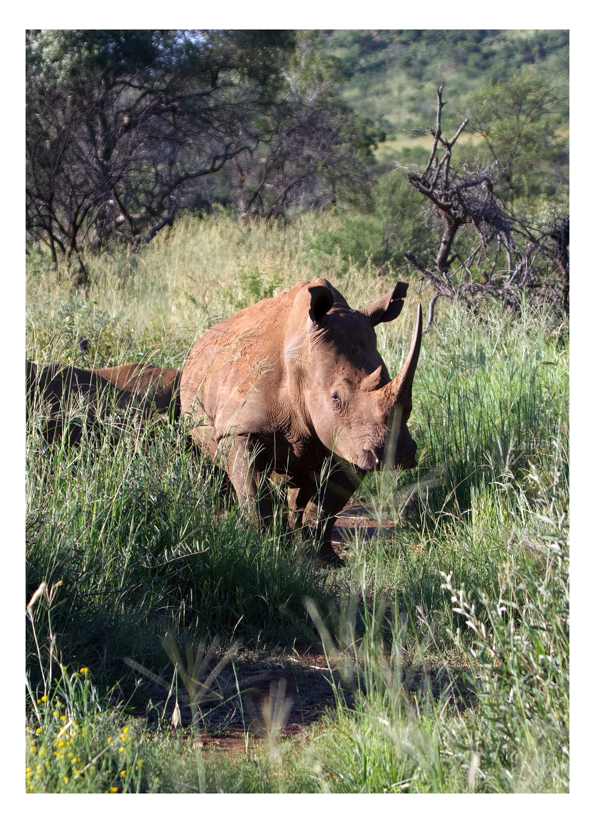 Rhinosaurus