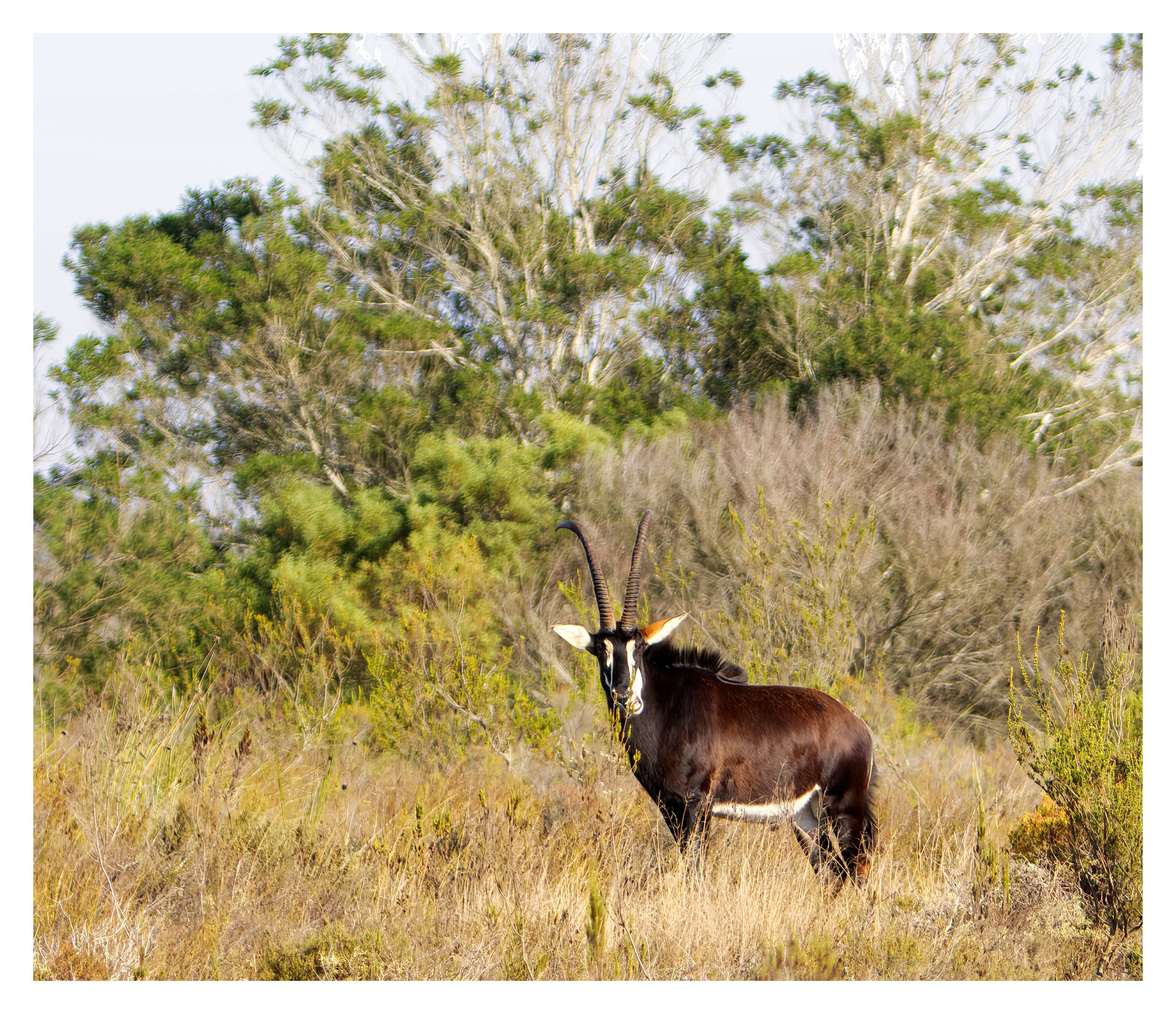 Sable Antelope