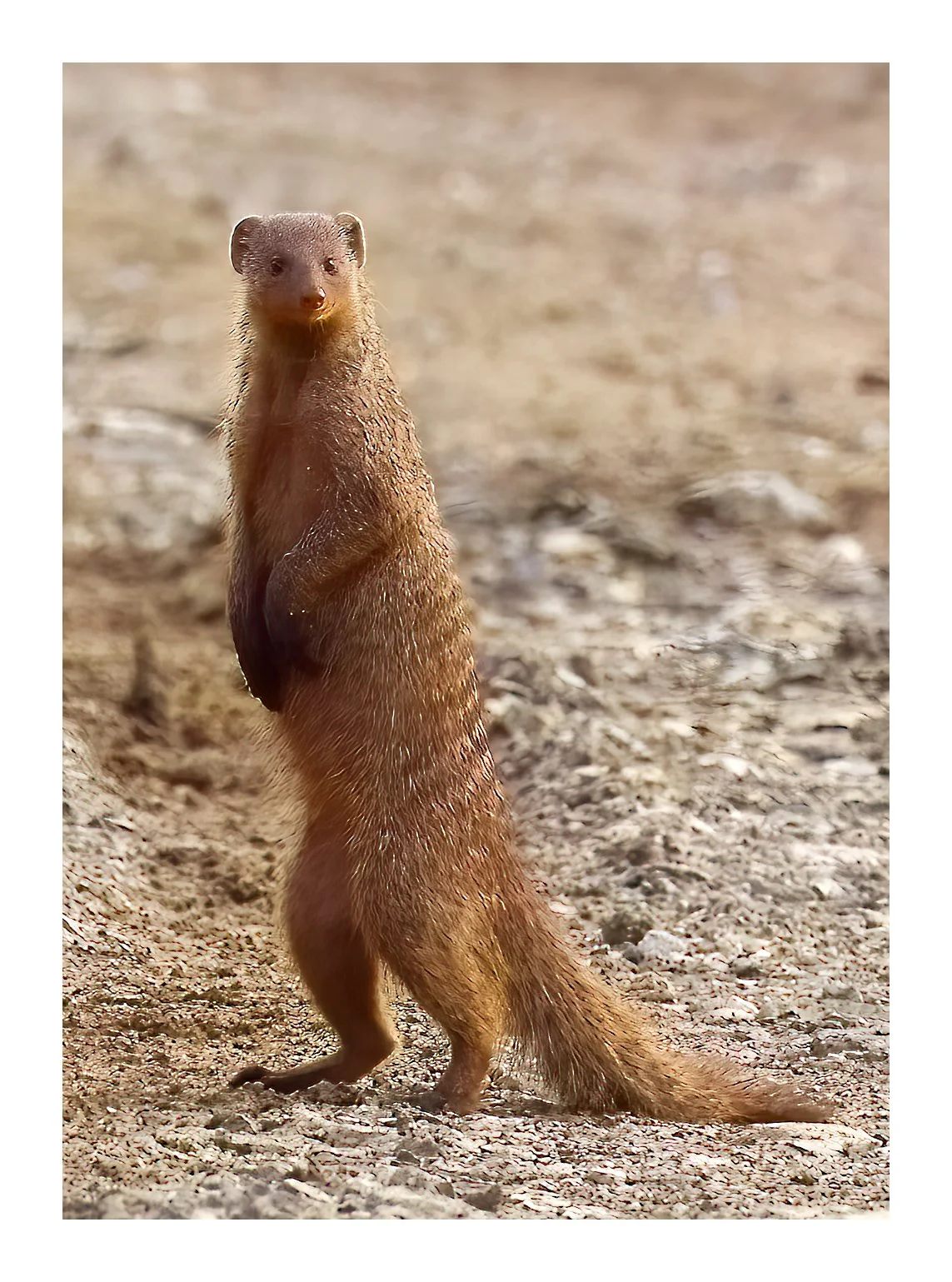 Banded Mongoose