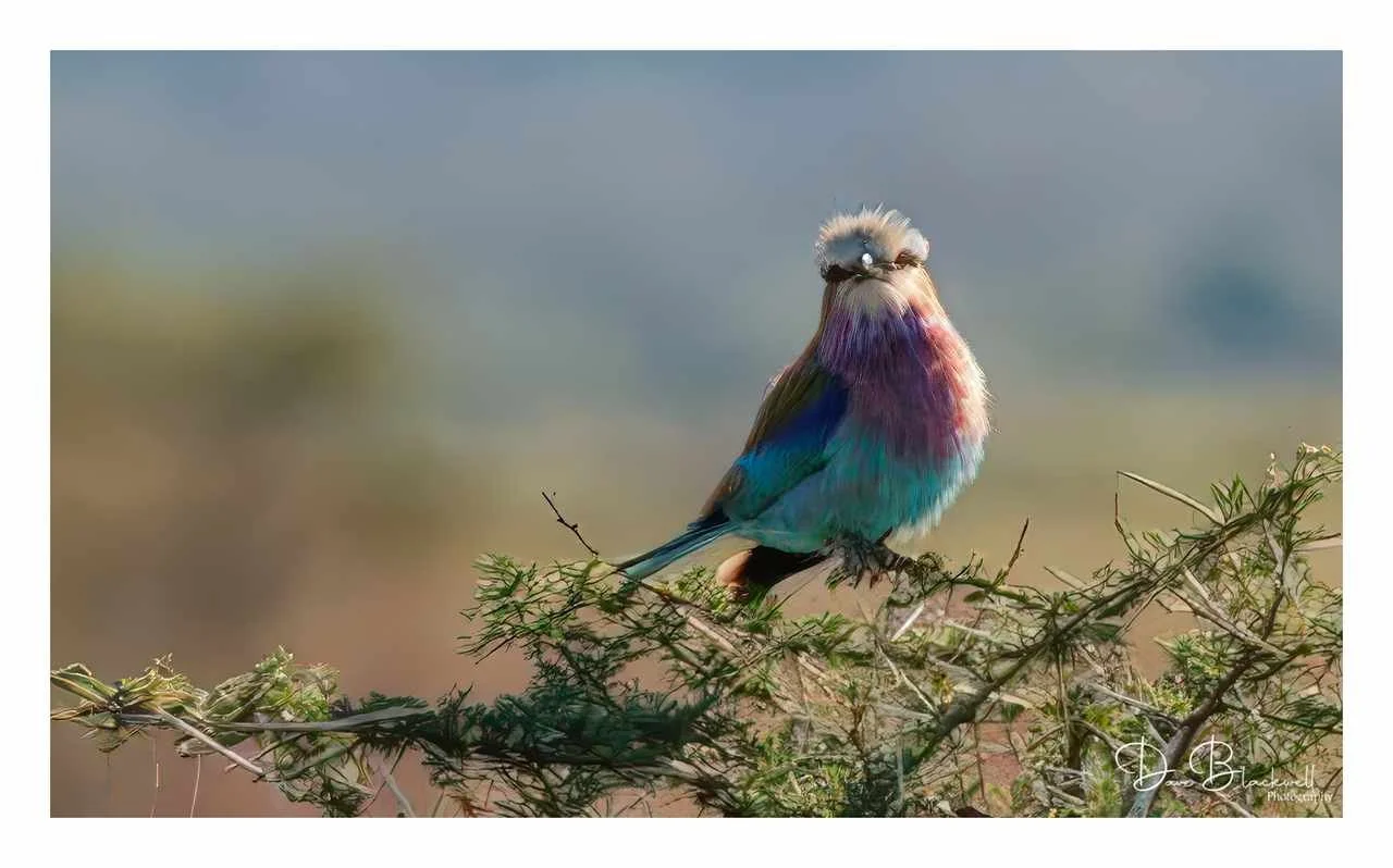 Lilac Breasted Roller