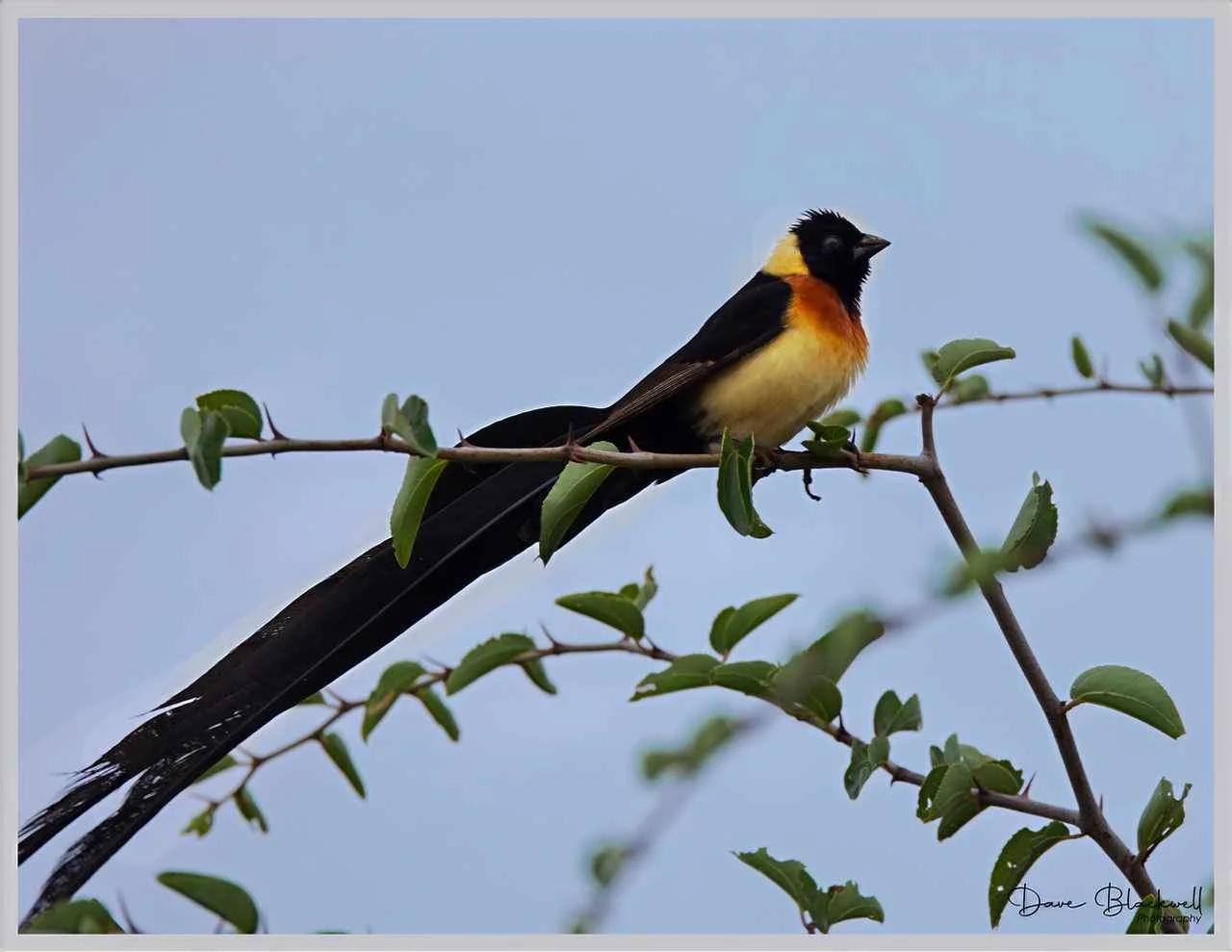 Long tailed Paradise Wydah