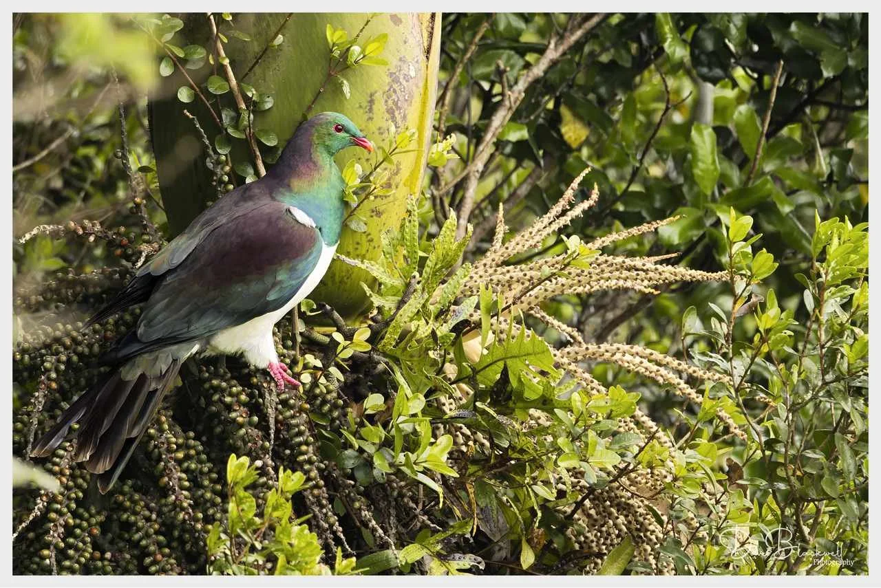 Kereru (New Zealand Pigeon