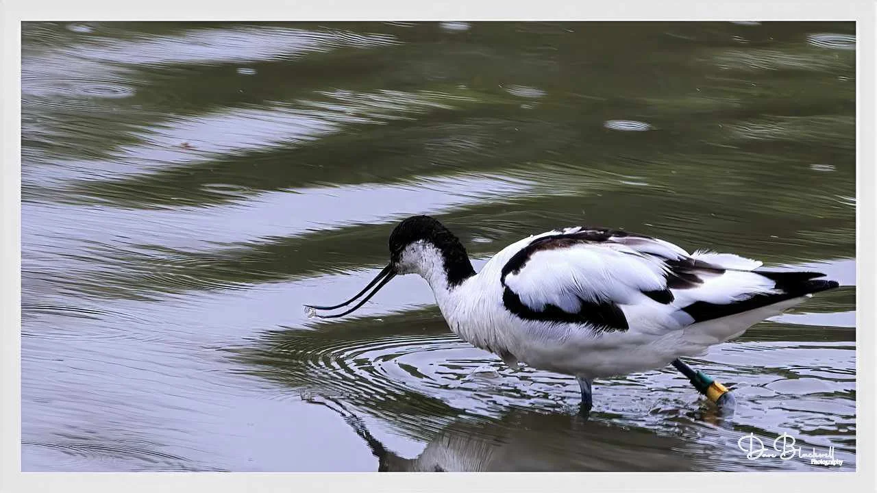 Avocet