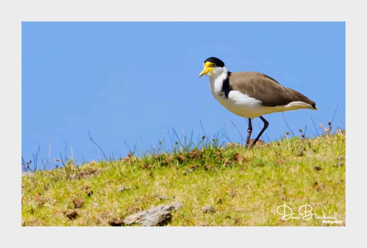 Yellow Wattled Lapwing
