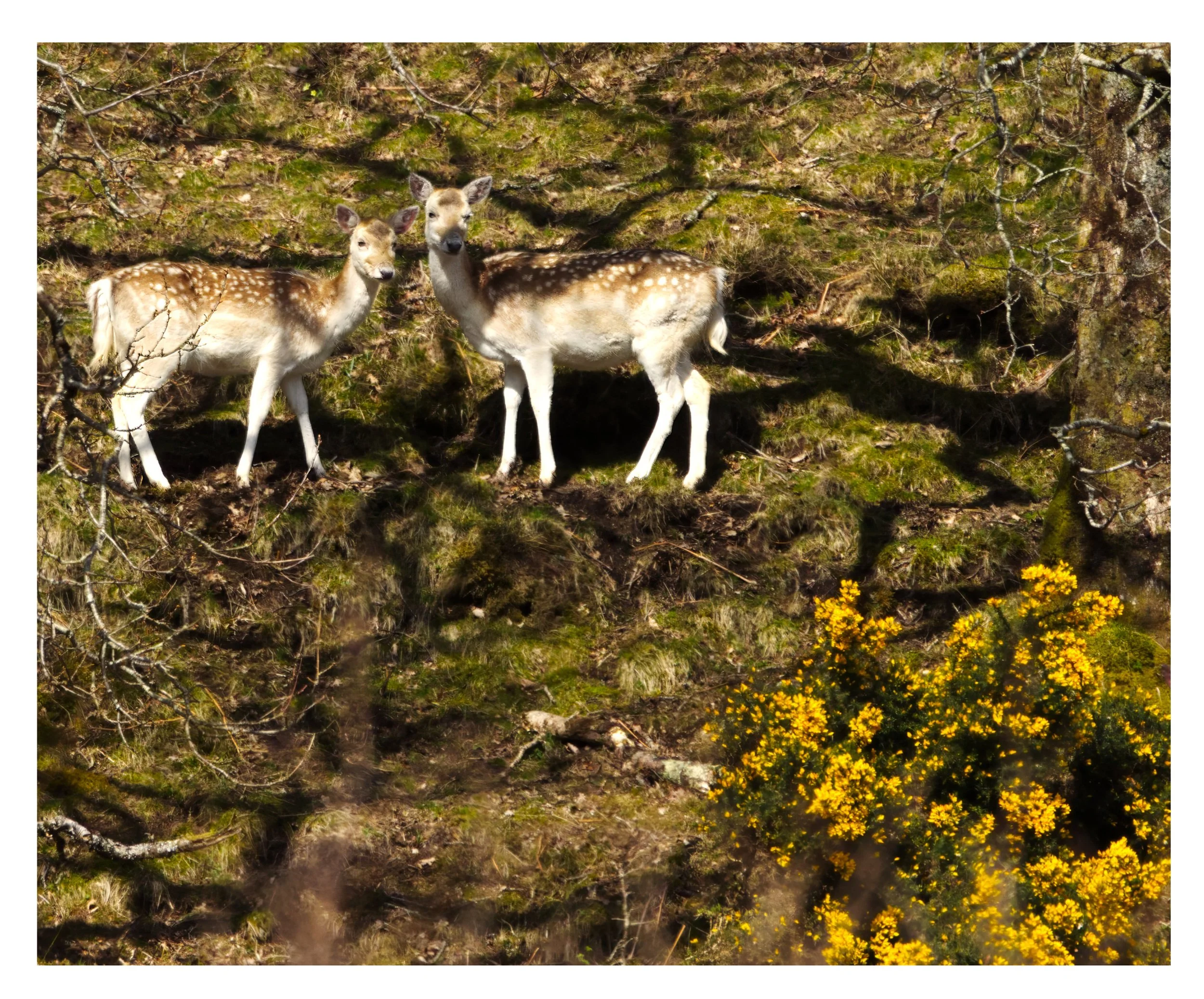 Fallow Deer