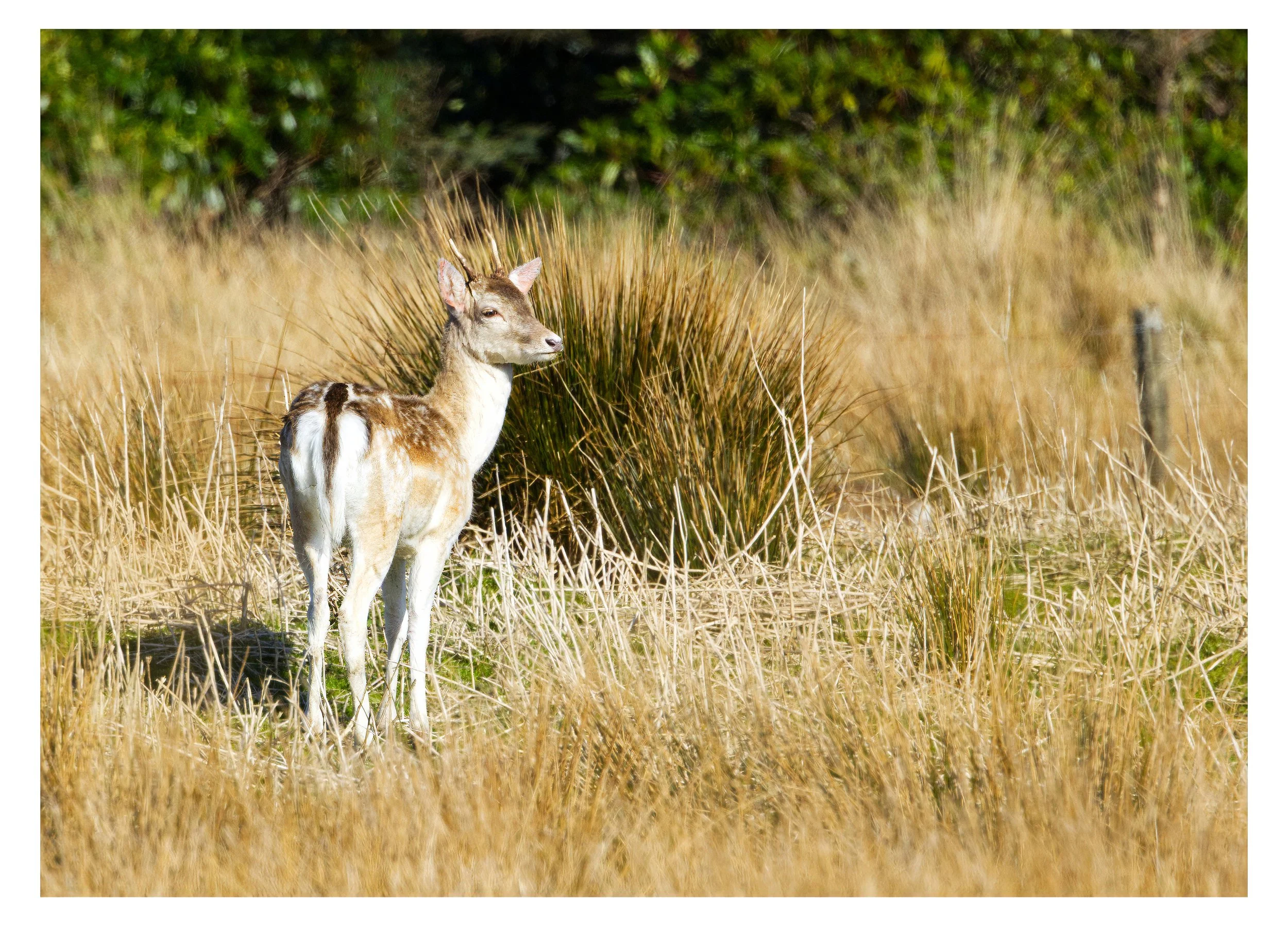 Fallow Deer