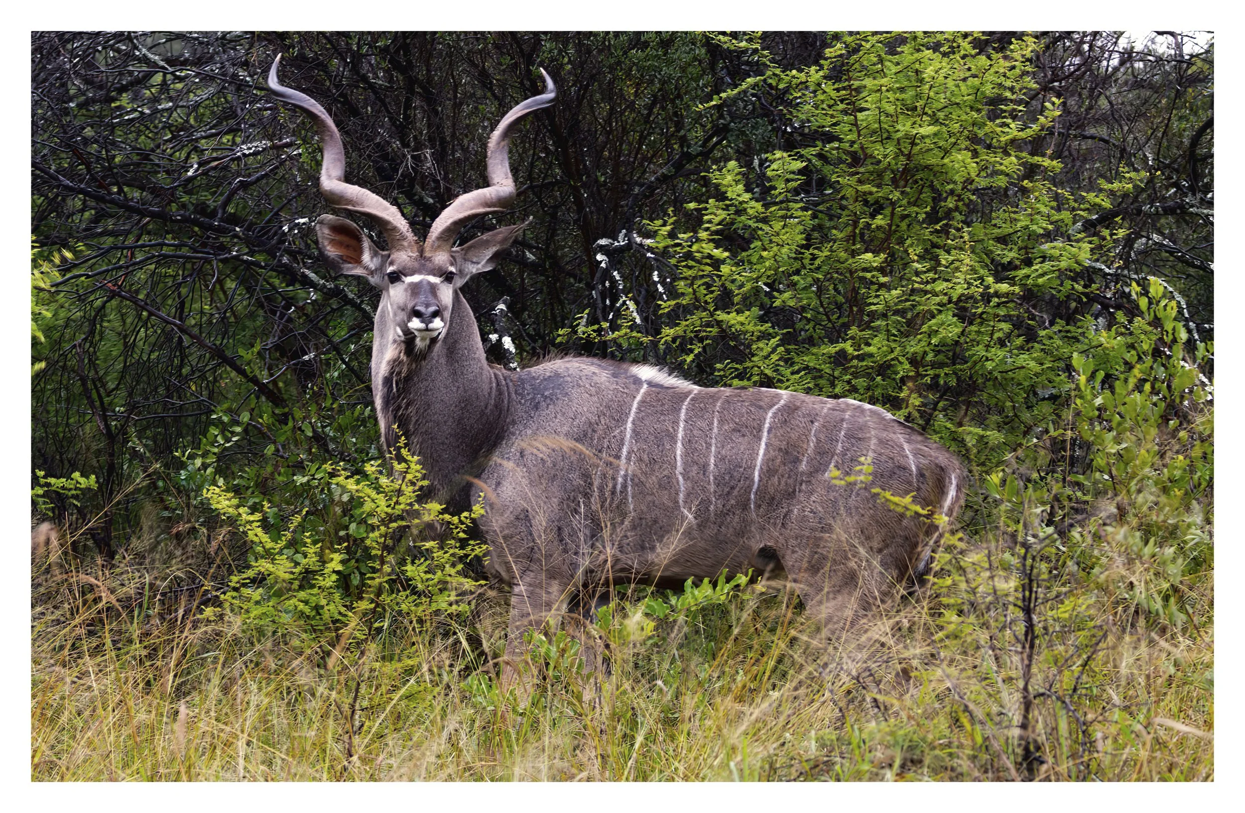 Kudu Bull