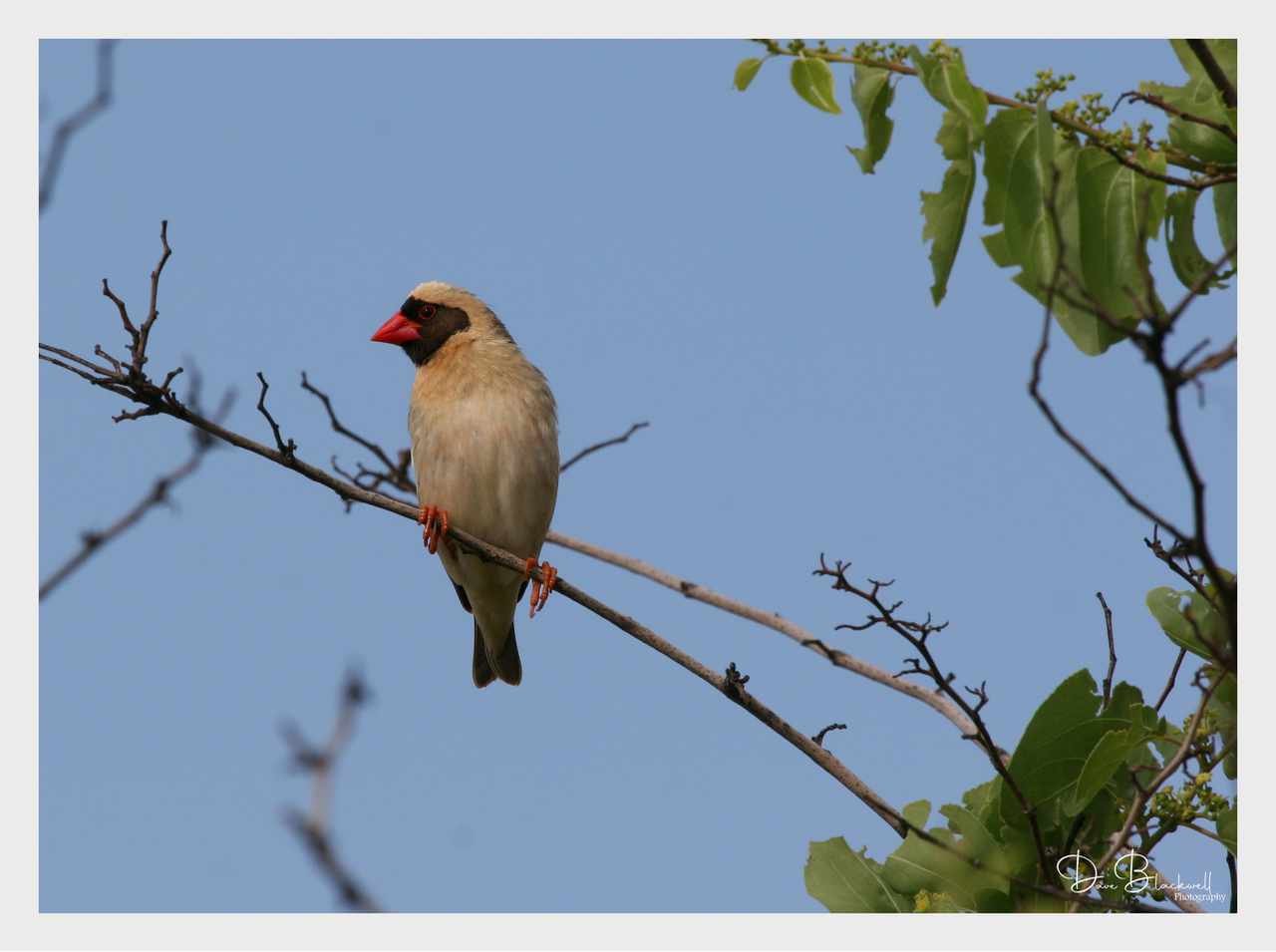 Red Billed Quelea