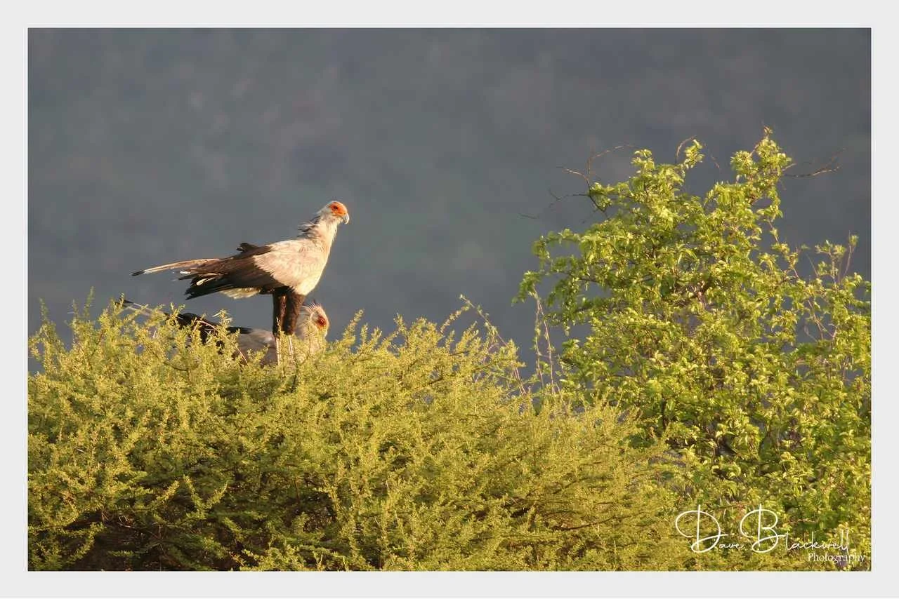 Secretary bird