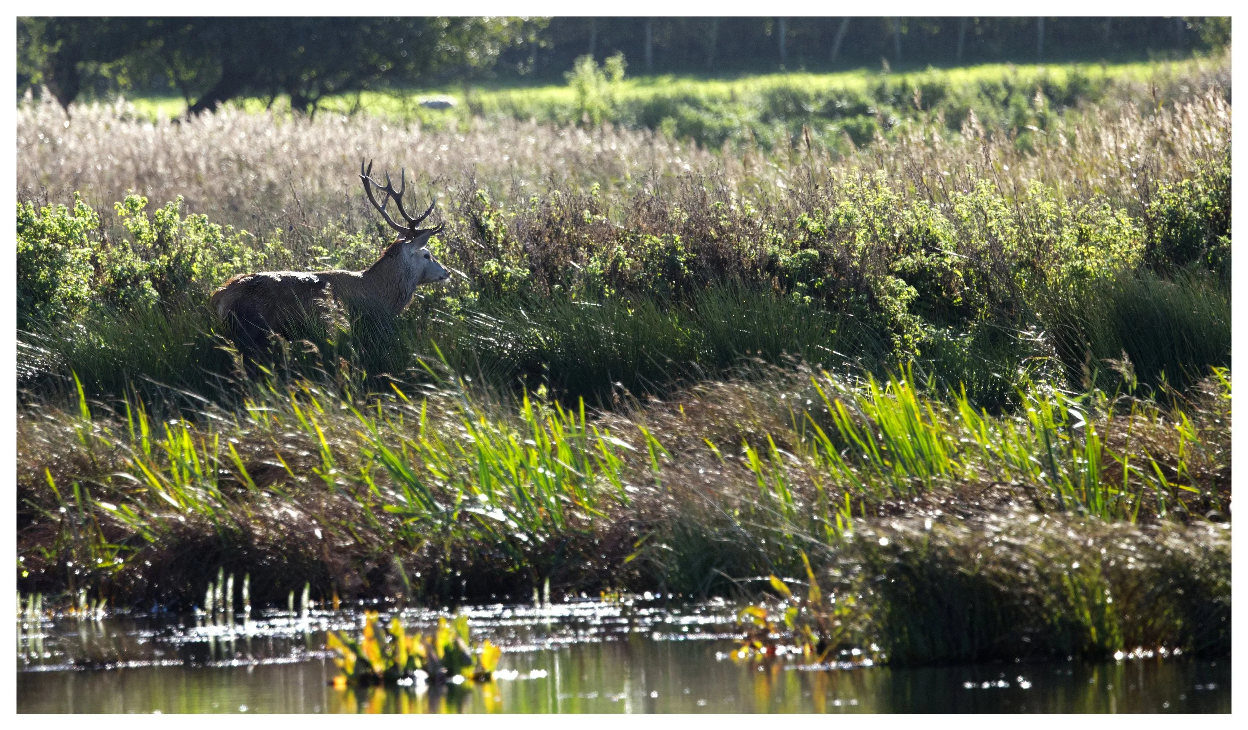 Red Deer