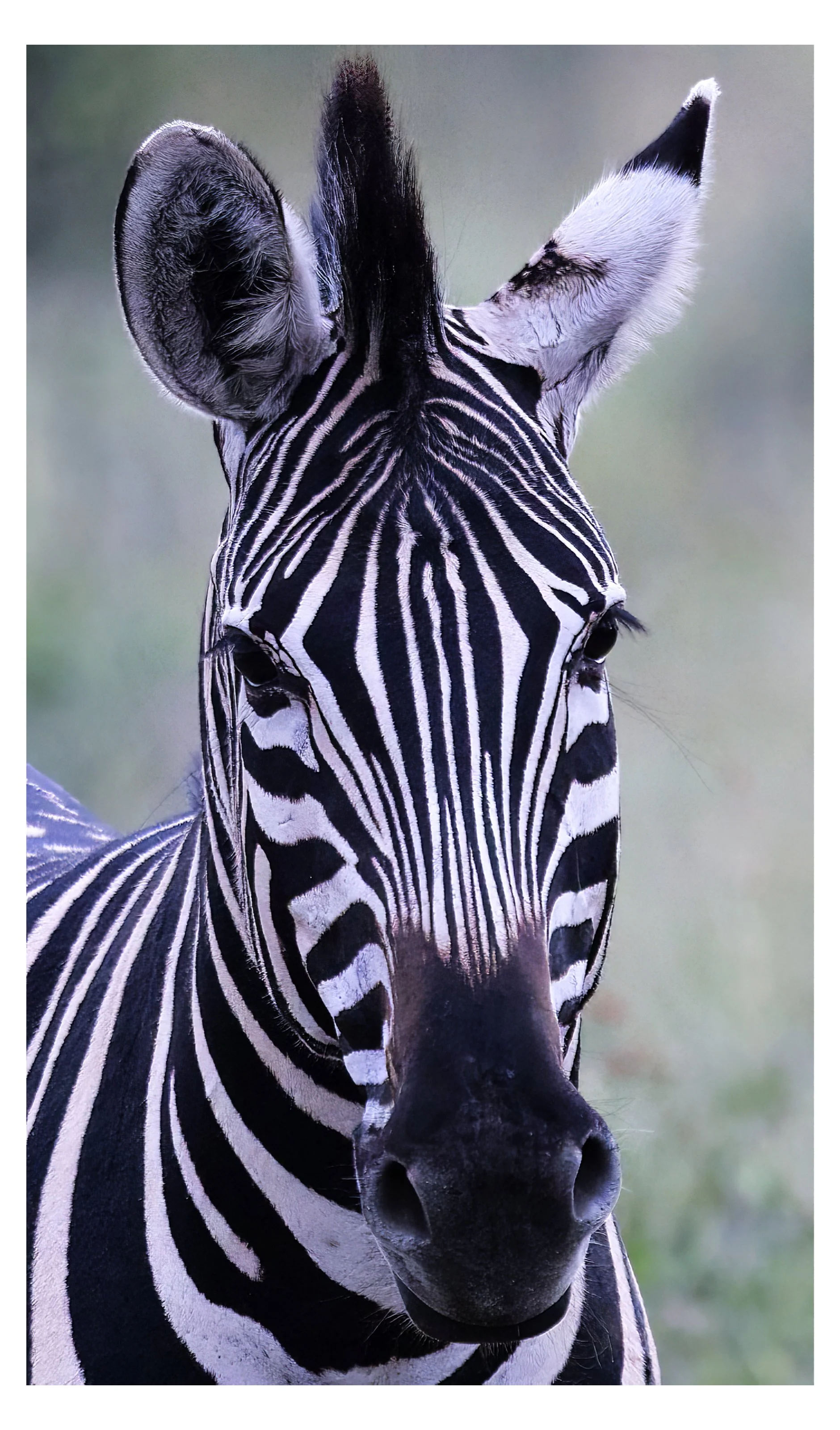 Zebra