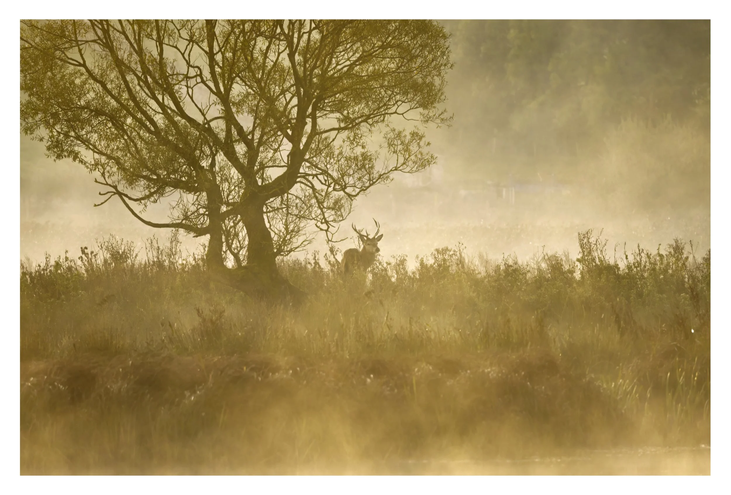 Red Deer