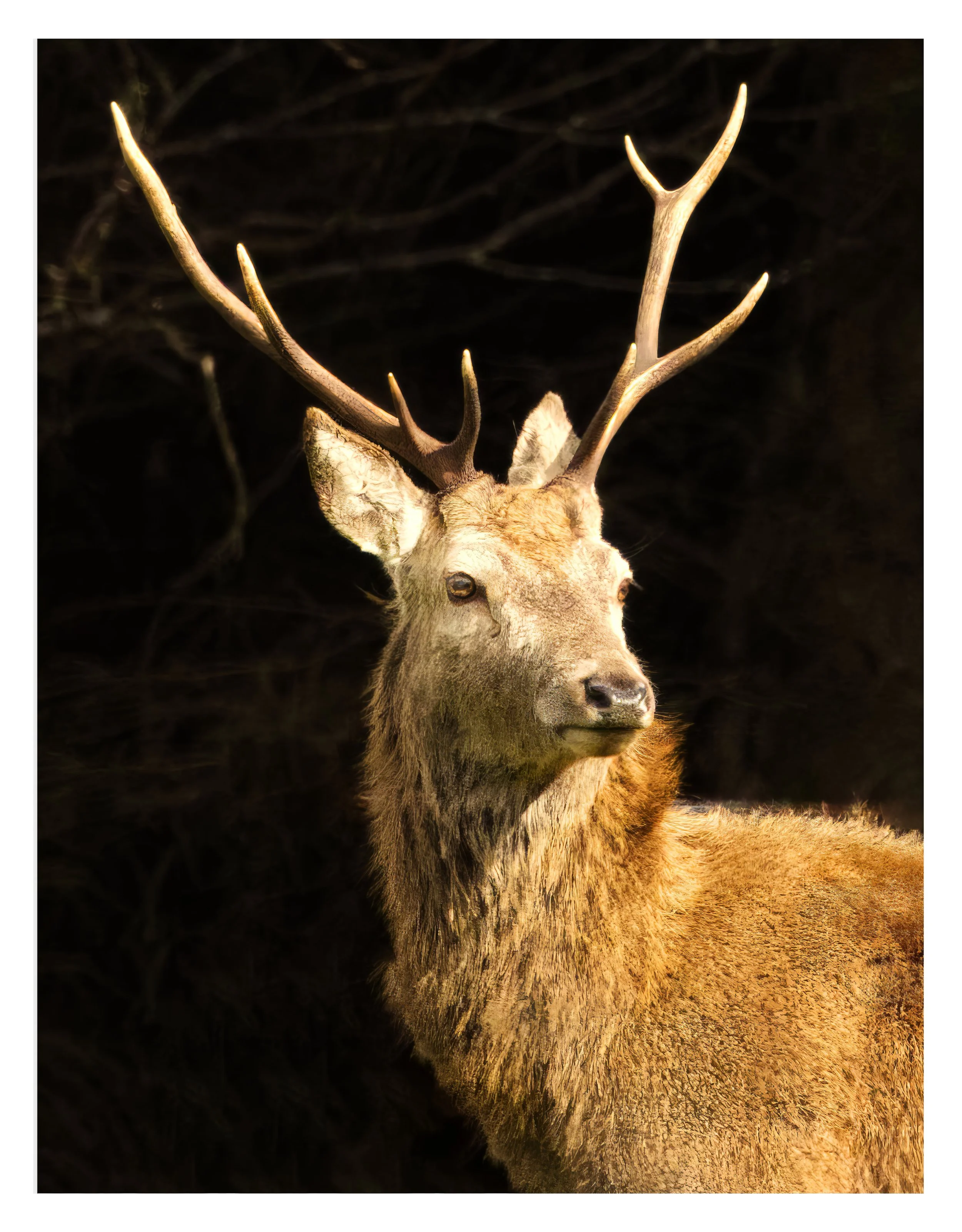 Red Deer