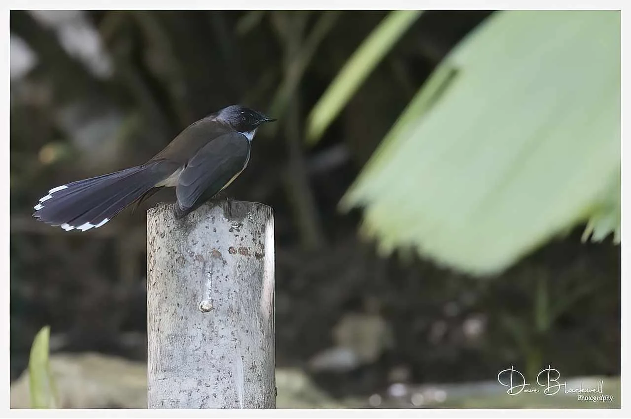 Malaysian Pied fantail