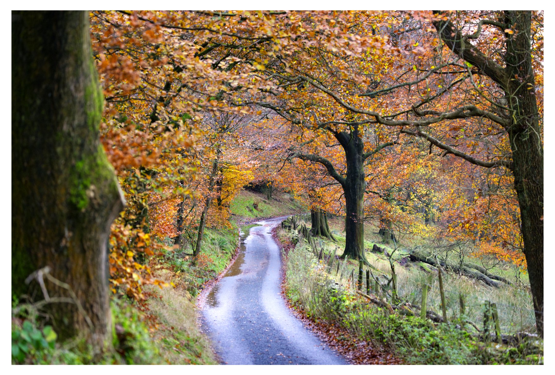 Old Nab Lane in autumn Colour