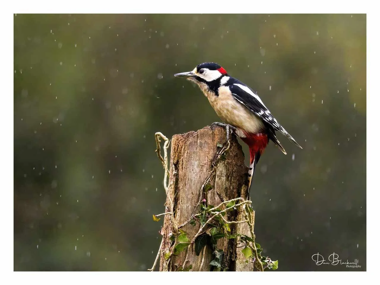 Greater Spotted Woodpecker