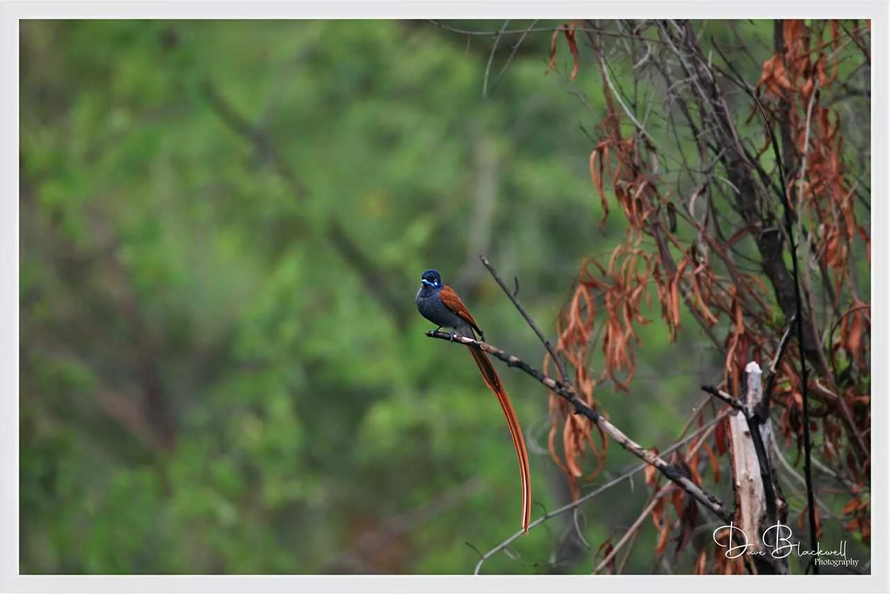 Paradise Flycatcher