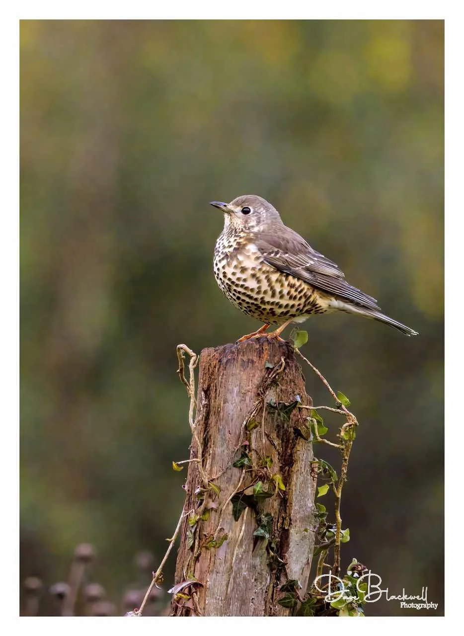 Song Thrush