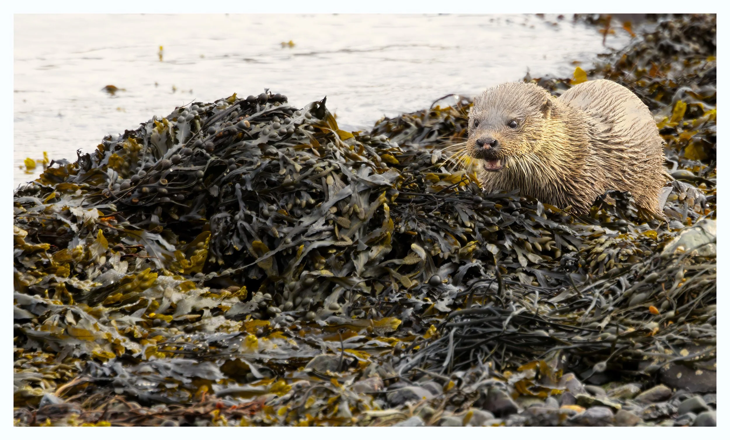 Otter