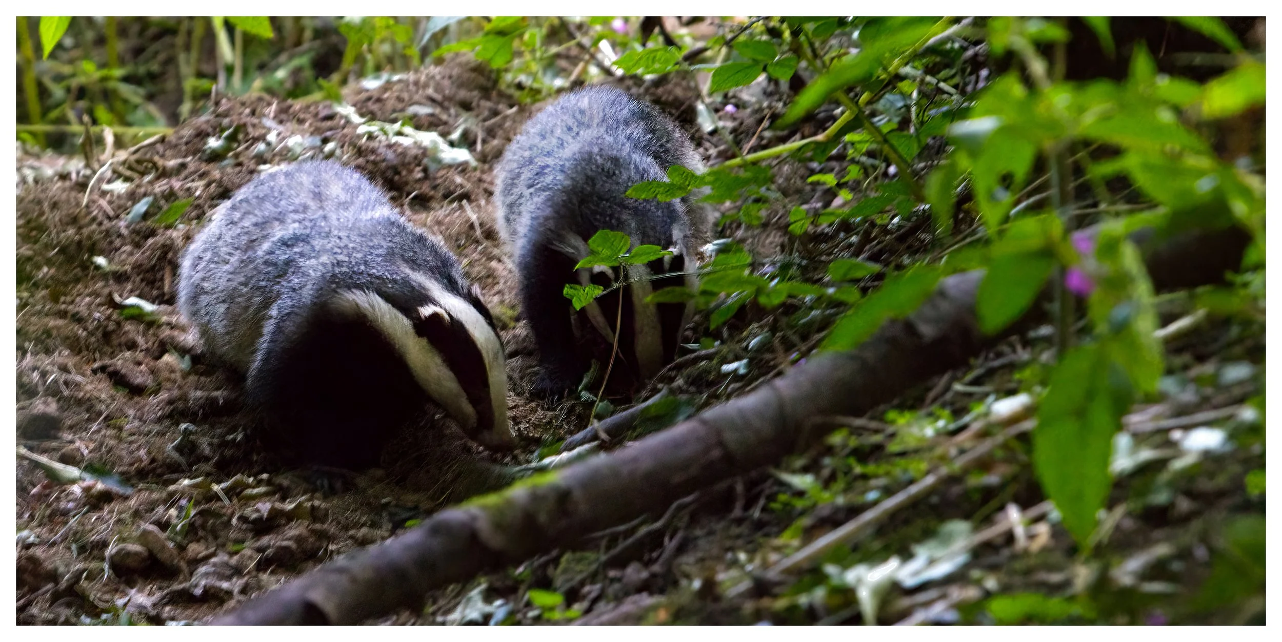 Badger