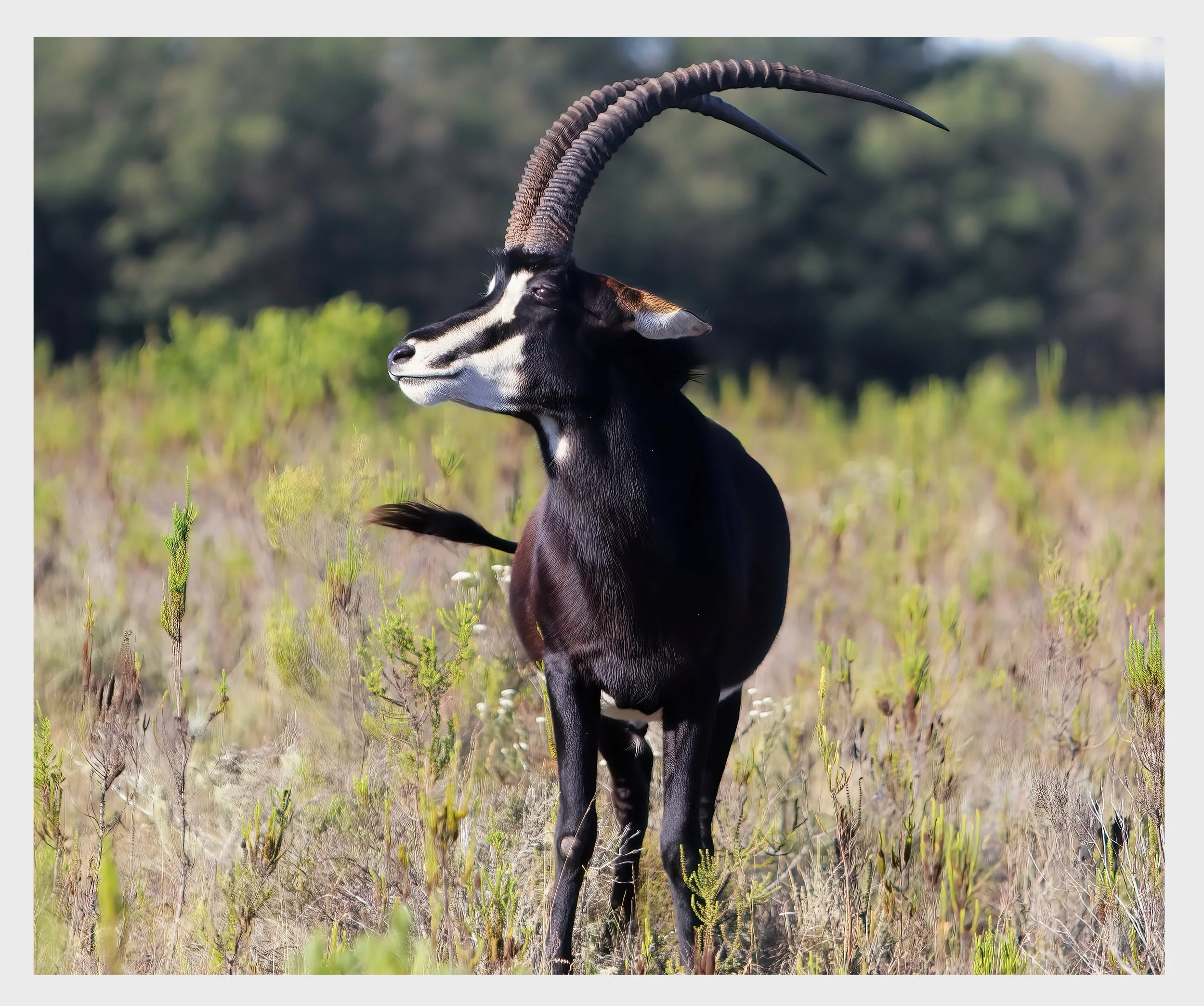 Roan Antelope